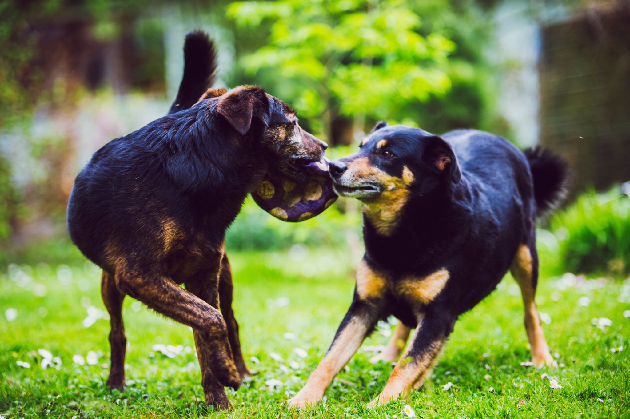 Handling Canine Confrontations: What to Do if Your Dog Gets into a Fig