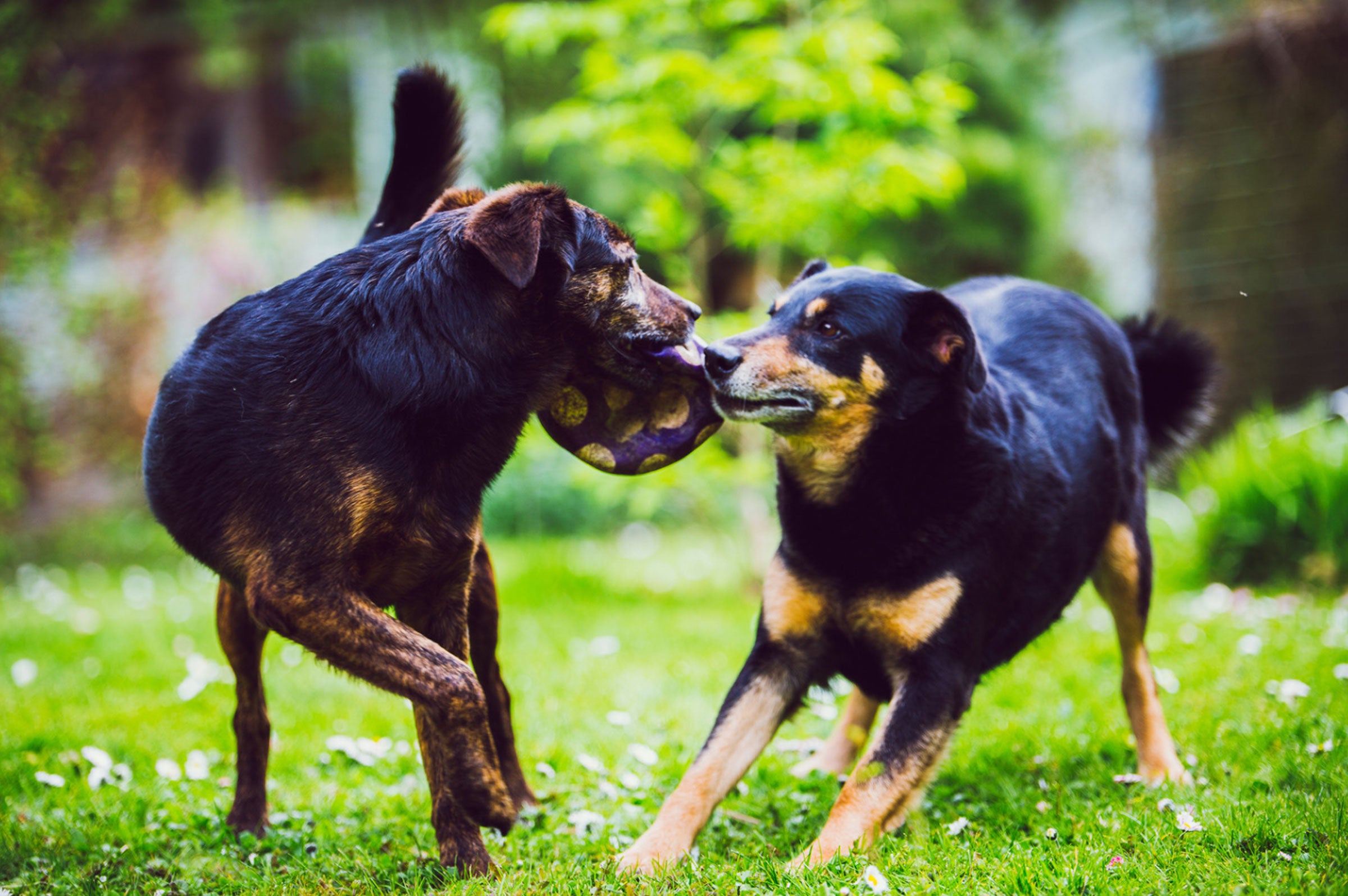 Handling Canine Confrontations: What to Do if Your Dog Gets into a Fight