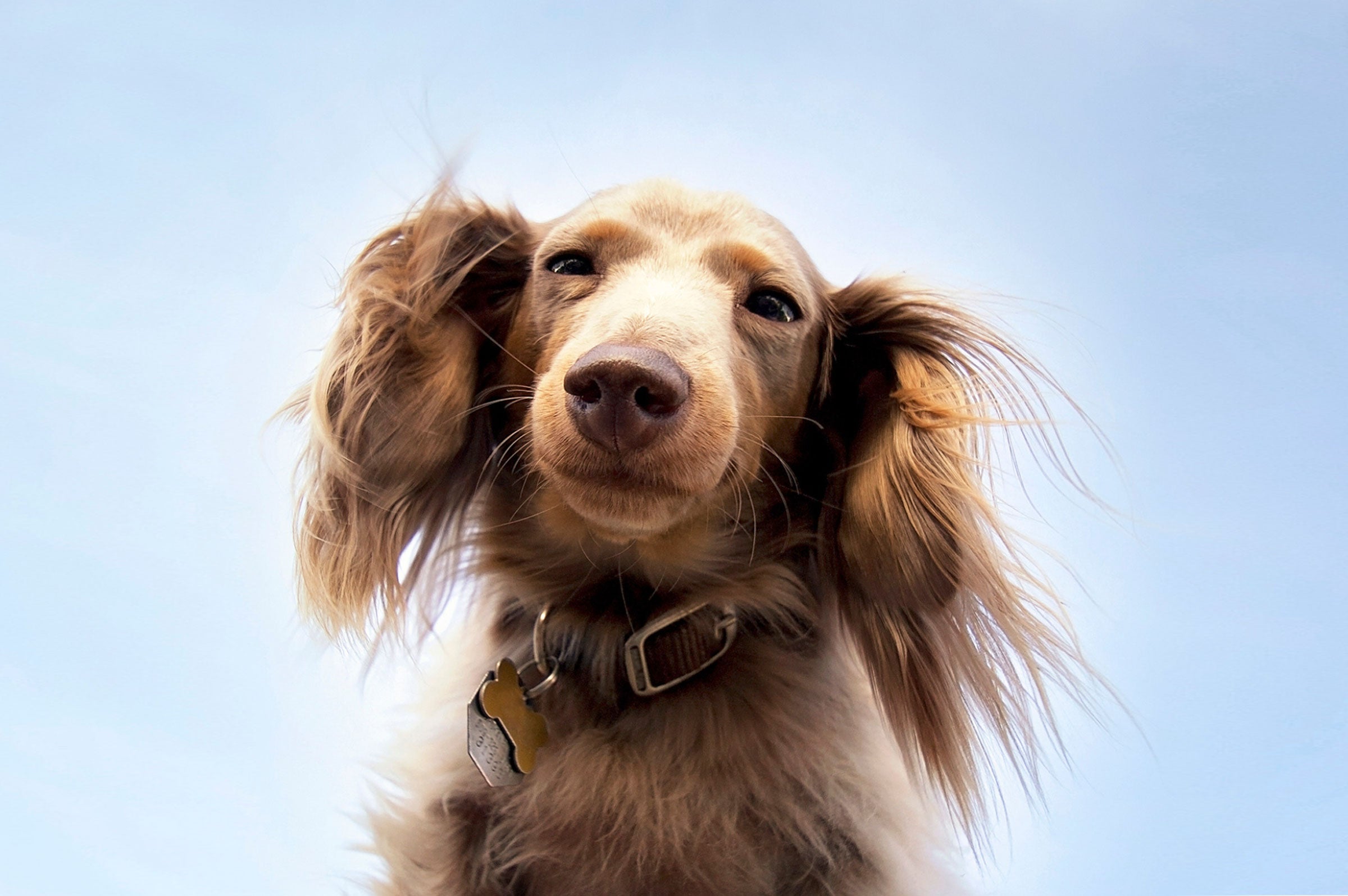 How a Balanced Diet Boosts Your Pet's Coat Health