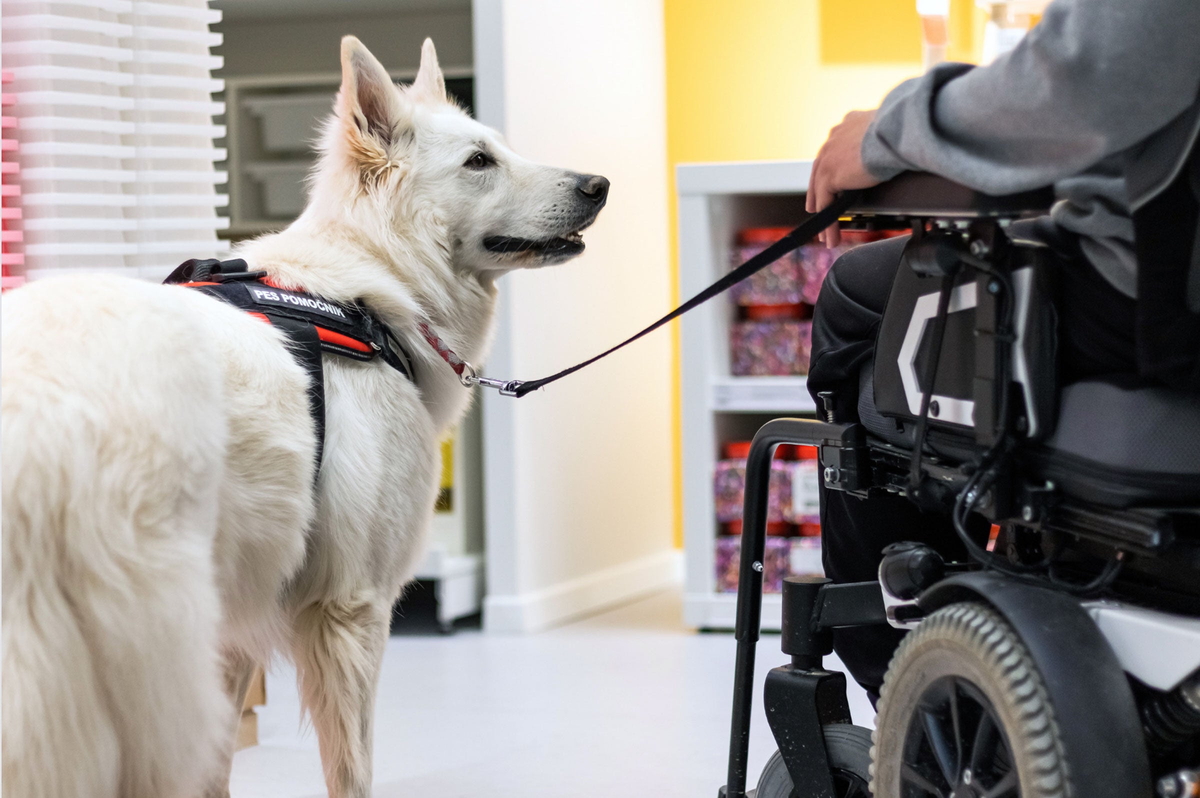 Top 7 Dog Breeds for Service Animals: Choosing Your Perfect Helper