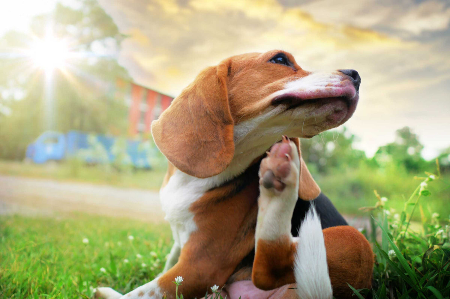 Dog Allergies: Symptoms, Treatments, and the Power of Probiotics