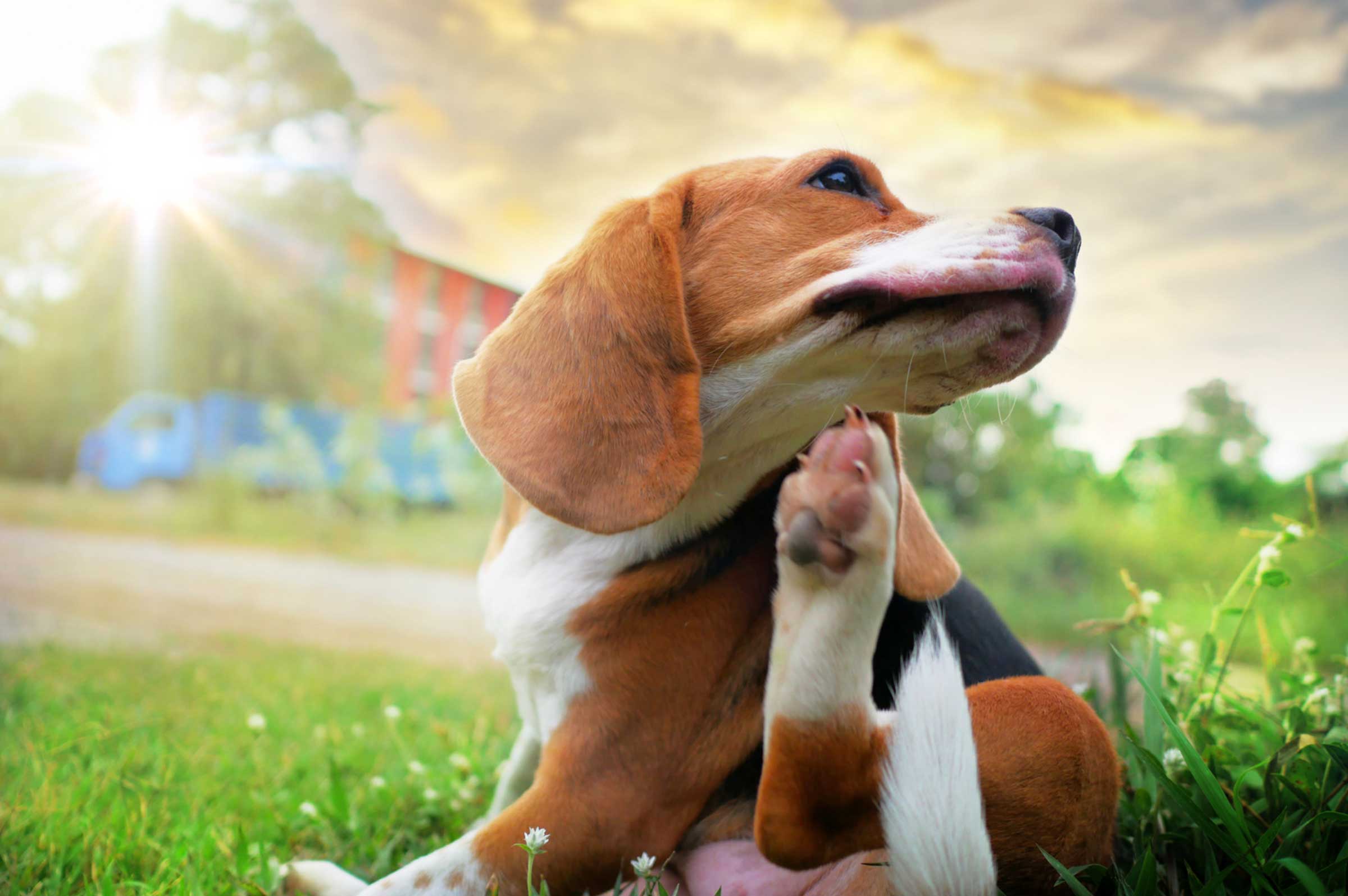 Dog Allergies: Symptoms, Treatments, and the Power of Probiotics