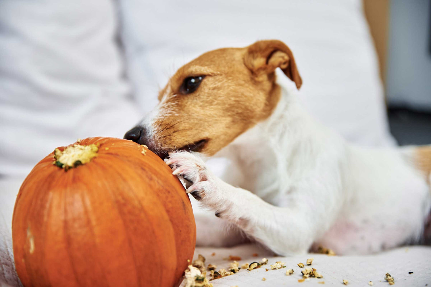 The Benefits of Pumpkin Powder in Probiotic Chews for Dogs