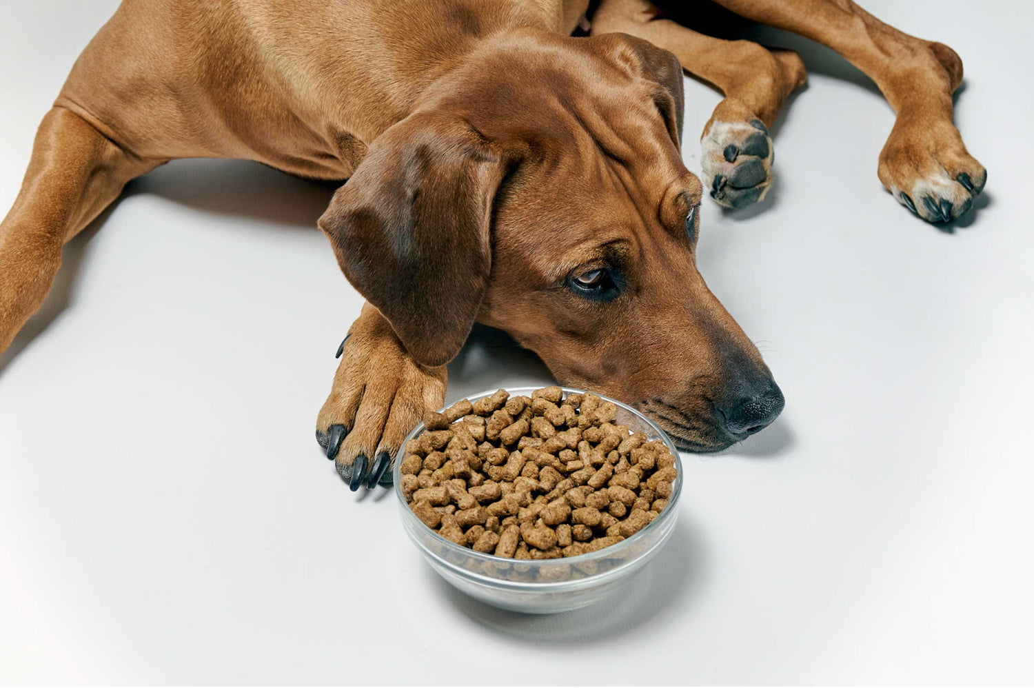 Pawsitive Choices: Finding the Best Dog Food for Your Furry Friend