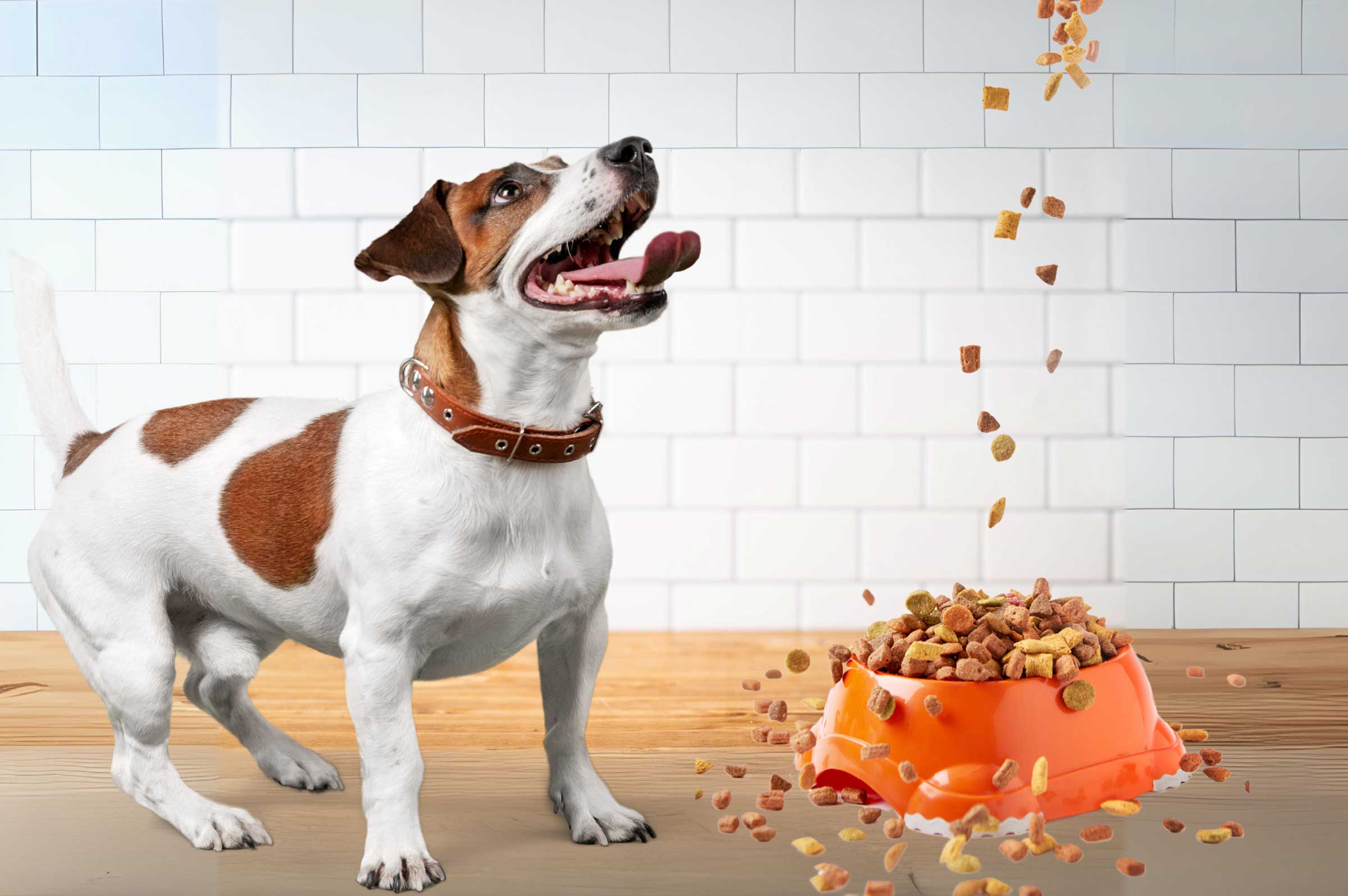 Best Dog Food for All Life Stages A Complete Guide