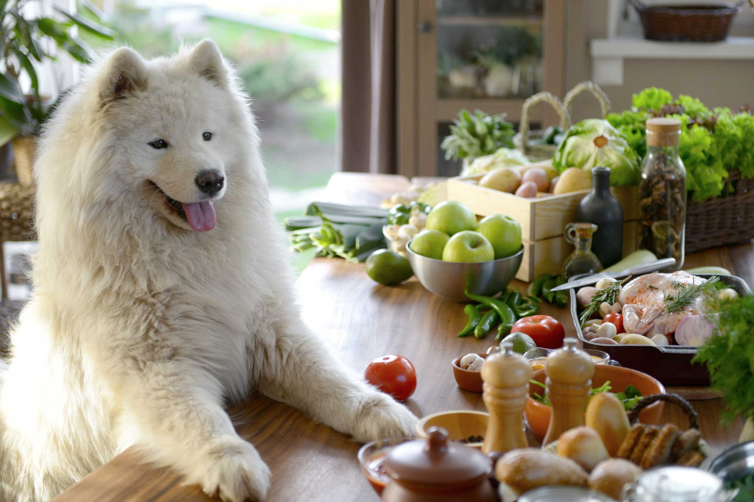 Barking Up the Right Tree: Fruits and Veggies Your Dog Will Love