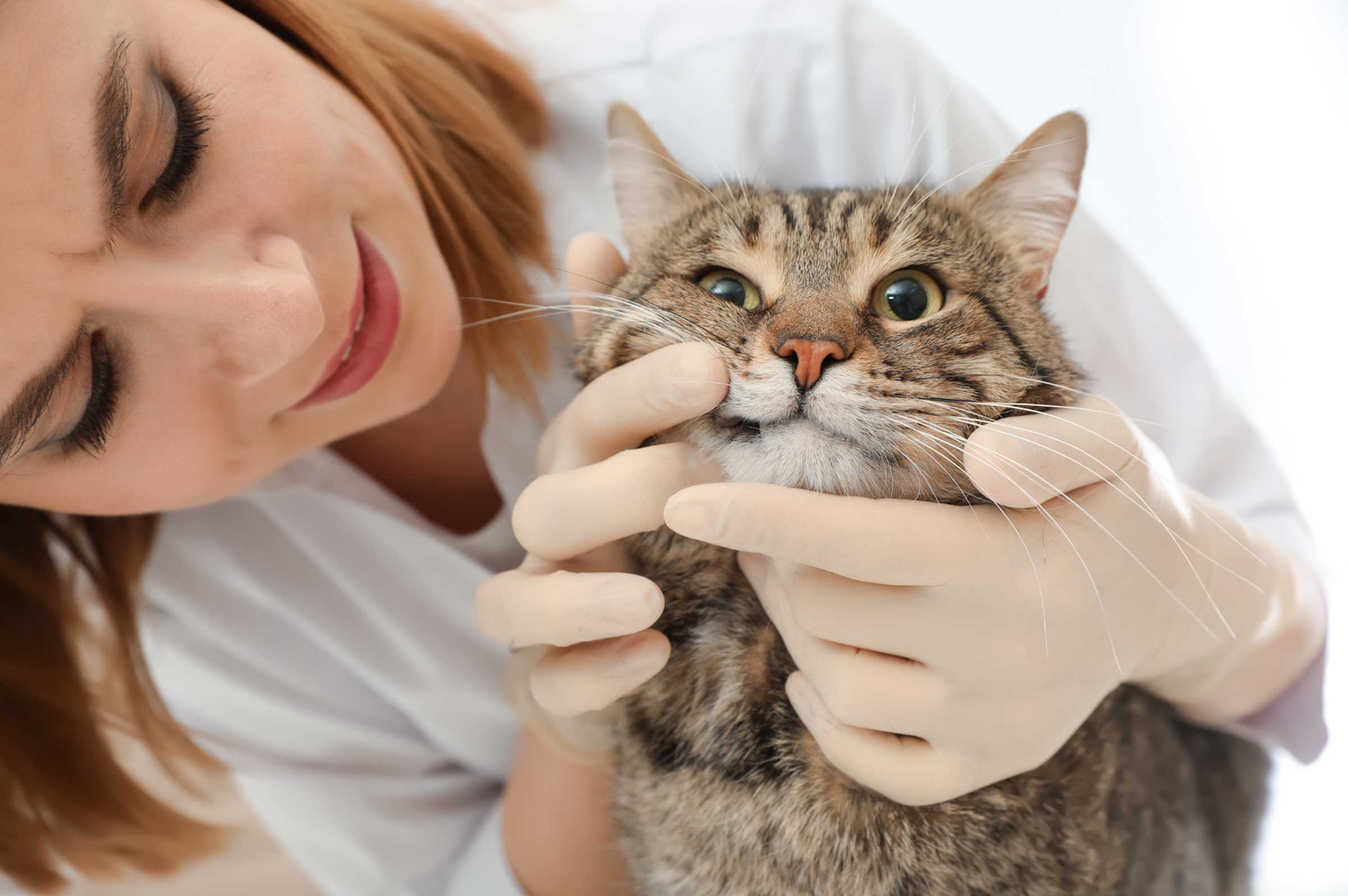 Cat Dental Care: Tips for Healthy Teeth & Gums