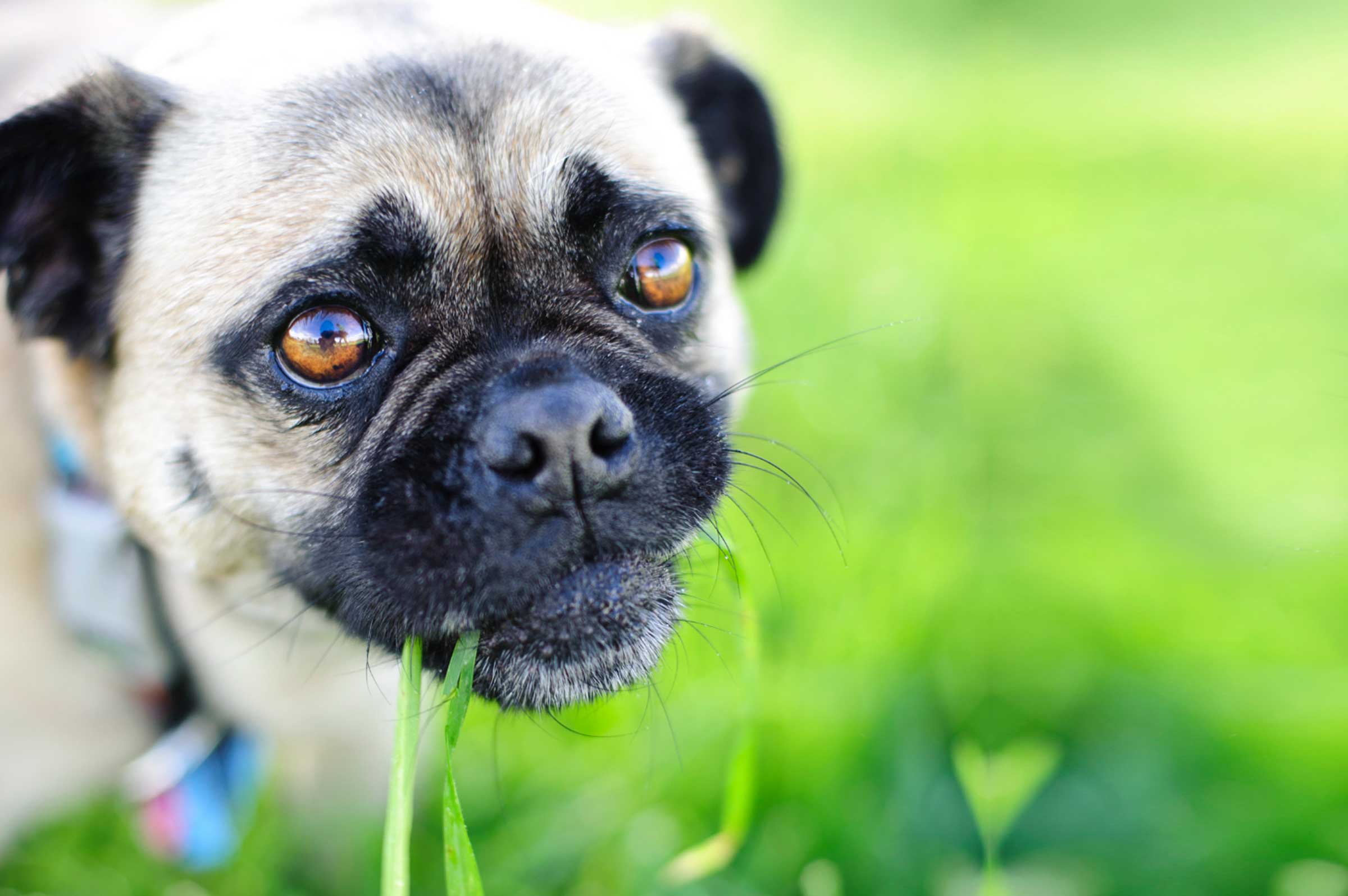 The Grass is Always Greener: But Should Your Dog Be Eating It?