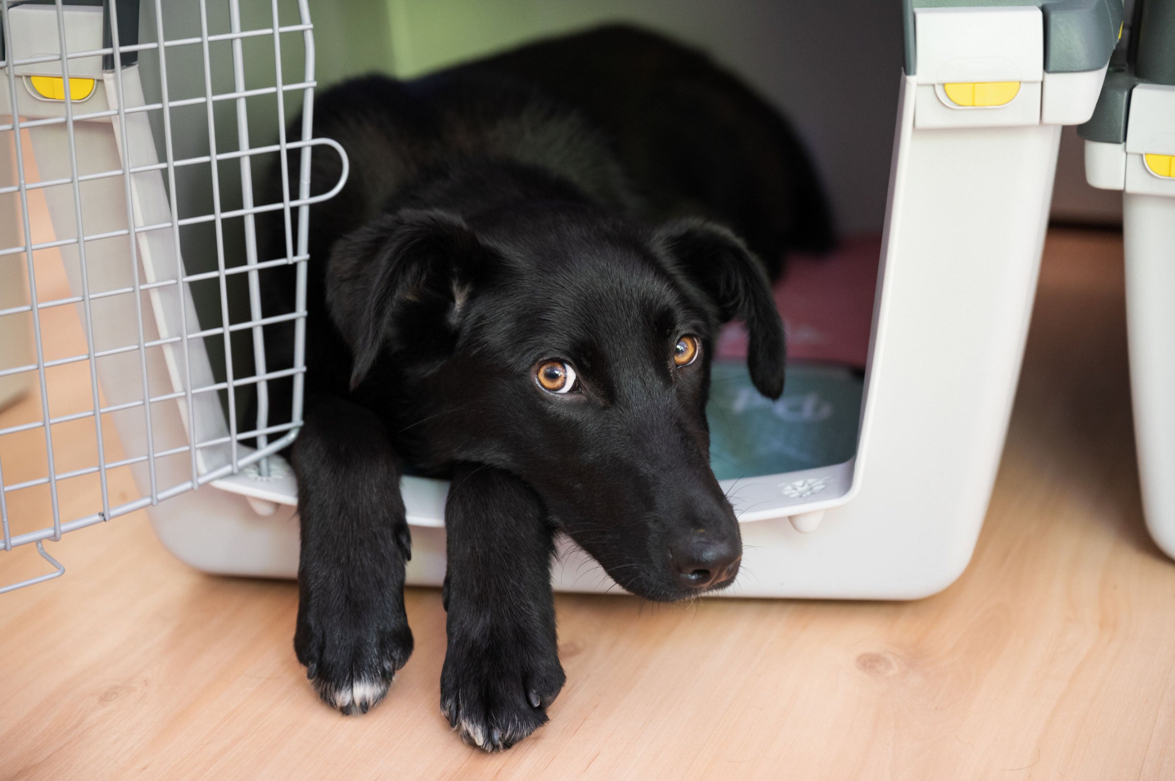 Understanding Why Your New Dog Won't Leave the Crate