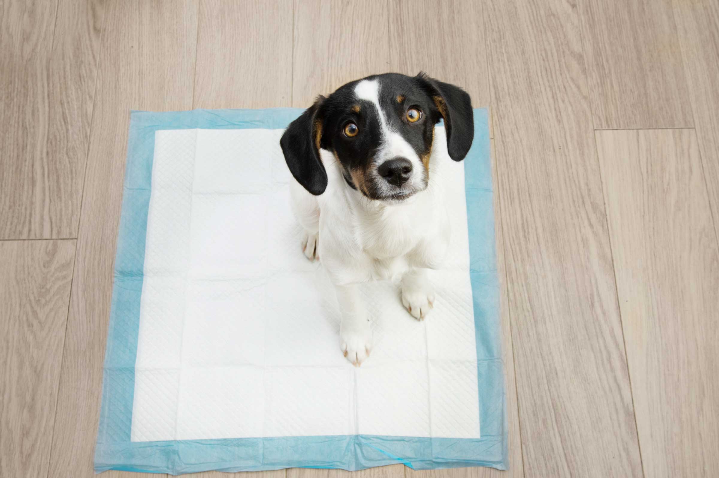 Housebreaking a Puppy Tips for Success and Consistency