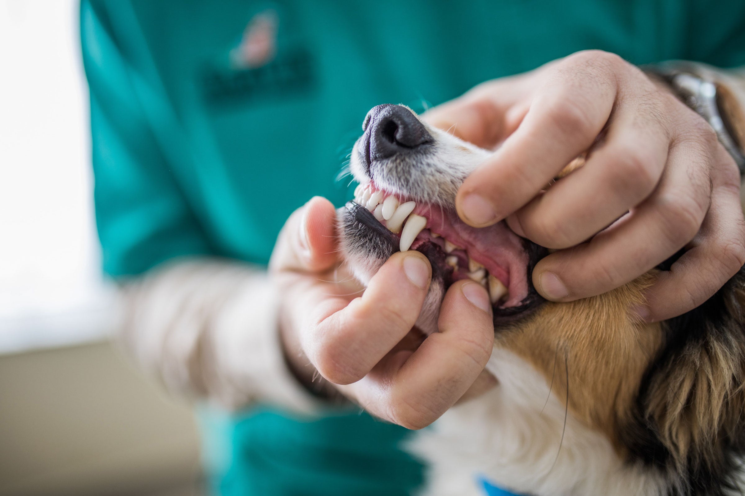 Navigating Nausea: Understanding Dogs' Reactions to Dental Cleaning