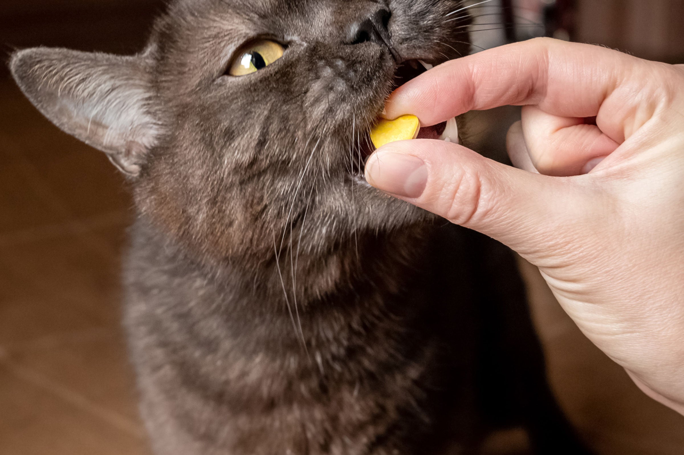 Decoding Feline Formulas: The Science Behind Cat Supplements