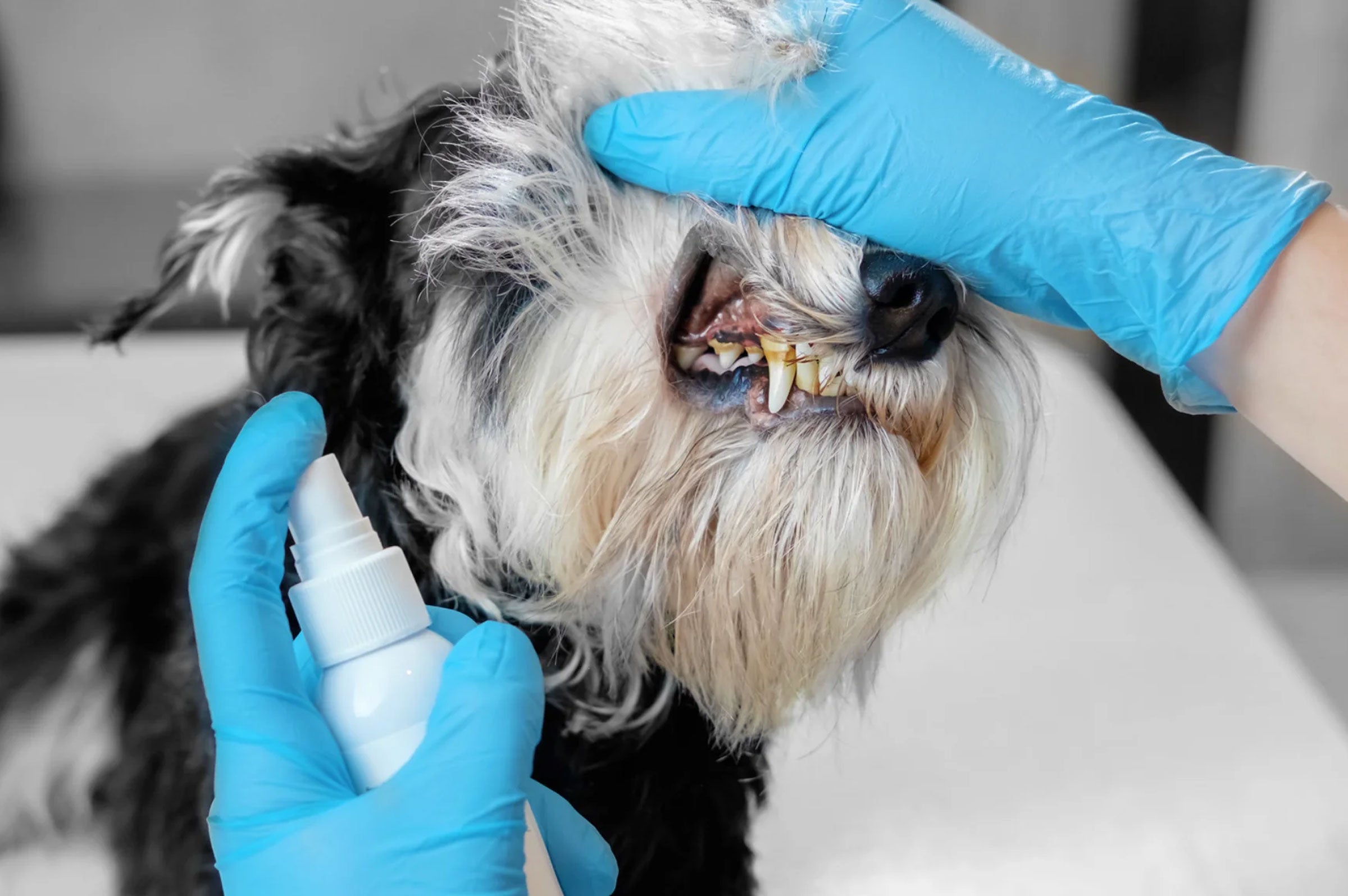 Oral Disease Can Lead To Life-Threatening Illness. Is Your Cat or Dog at Risk?