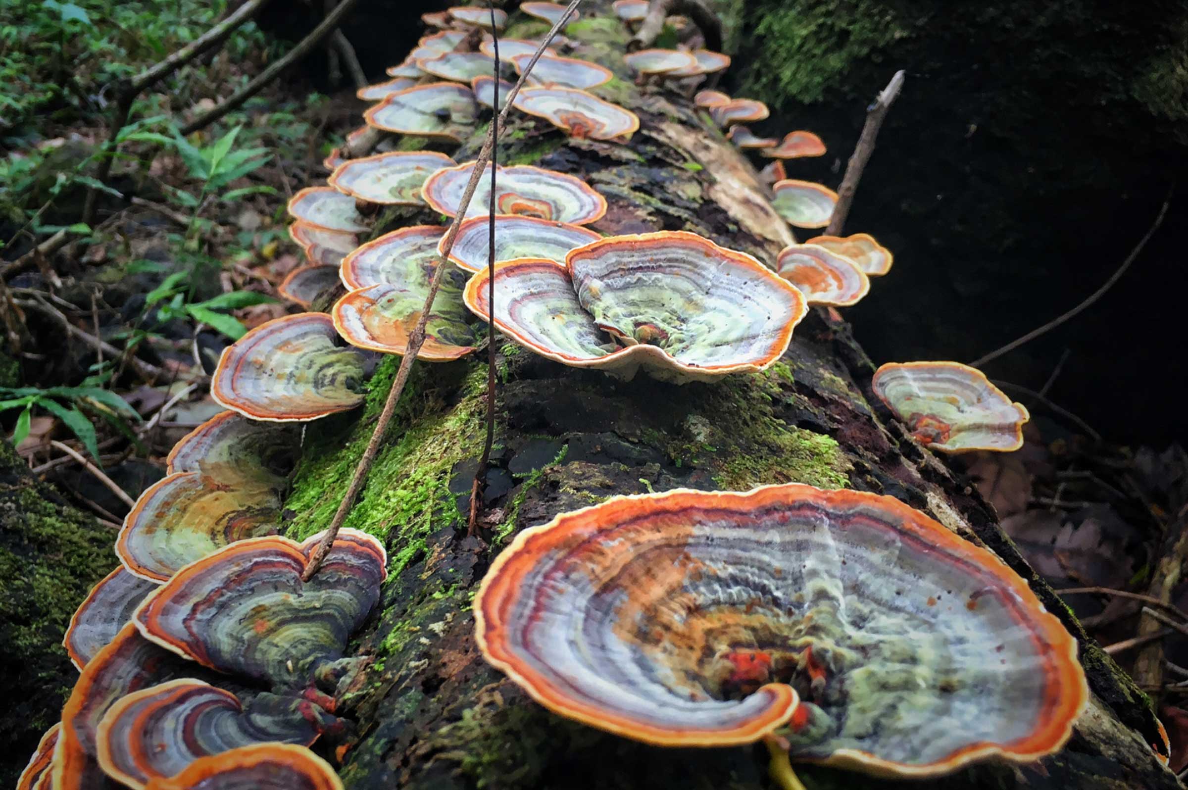 Turkey Tail Mushrooms for Dogs: Immune and Cancer Support