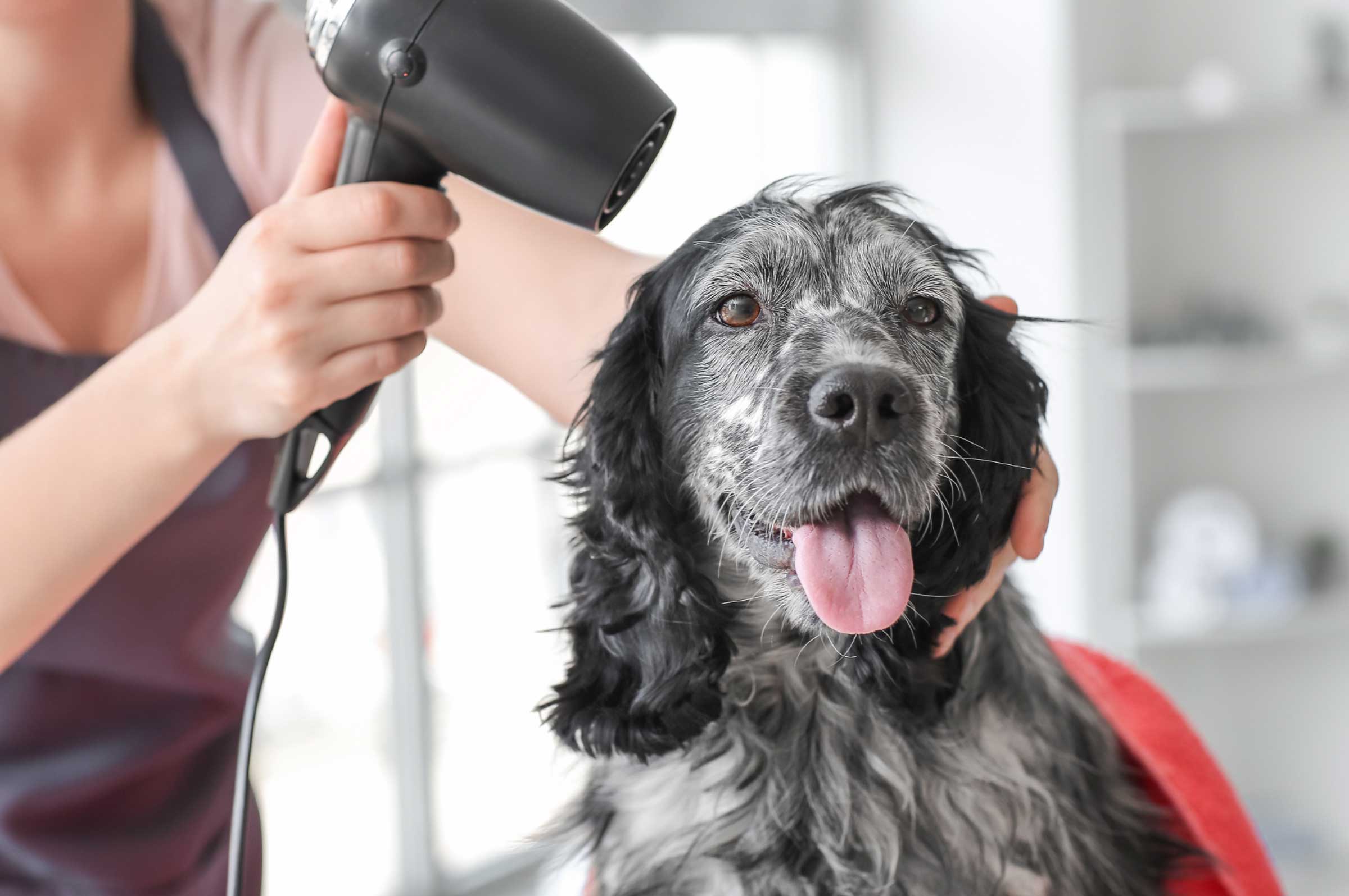 DIY Dog Grooming: 5 Tips to Keep Your Dog's Skin and Coat Healthy