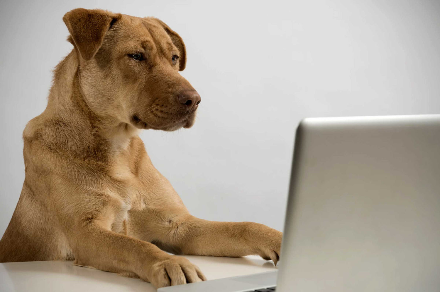 The Ultimate Guide: Getting Pets to Take Supplements