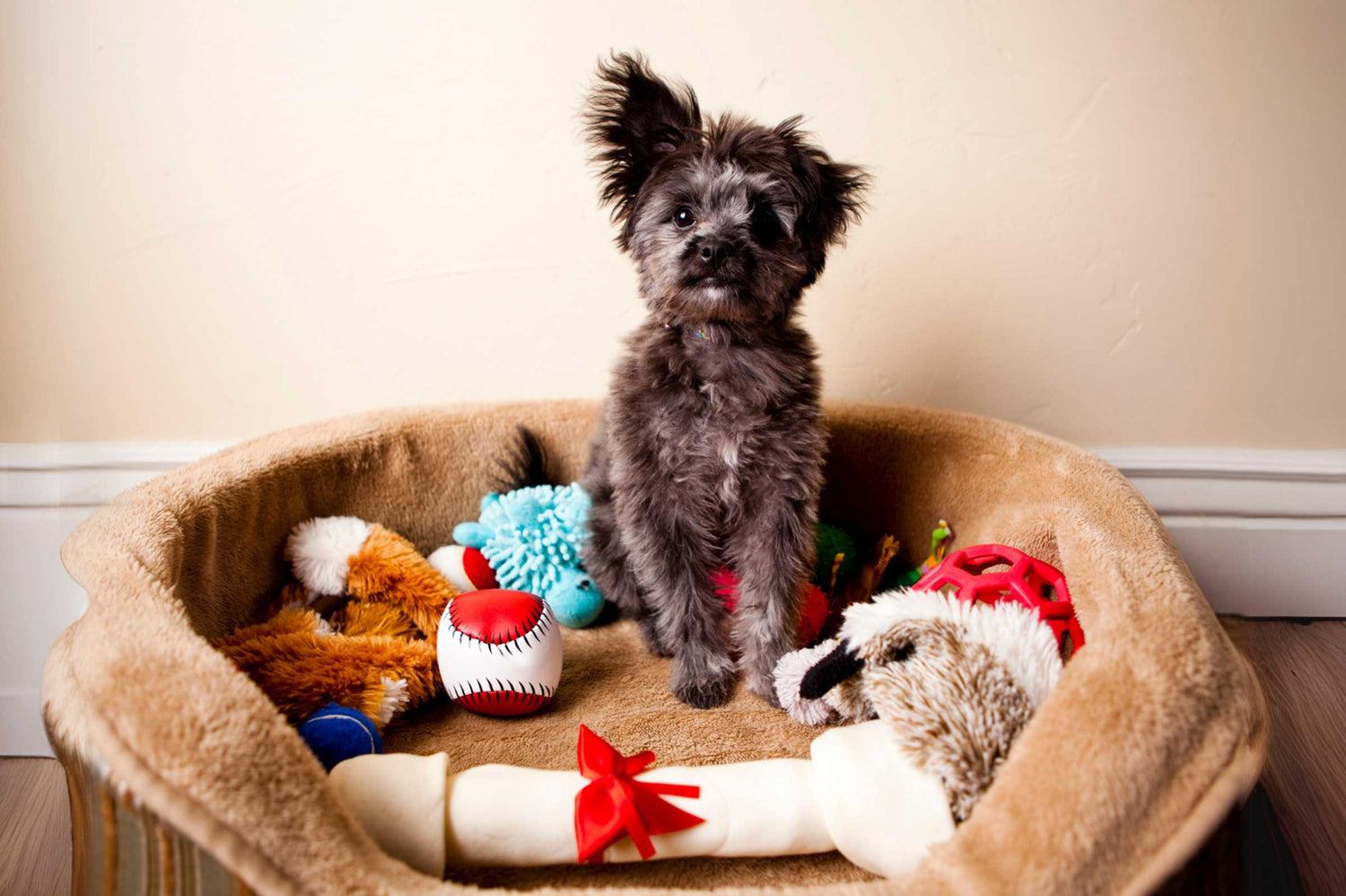 No Play? No Way! Unleashing the Fun When Your Dog Disdains Toys