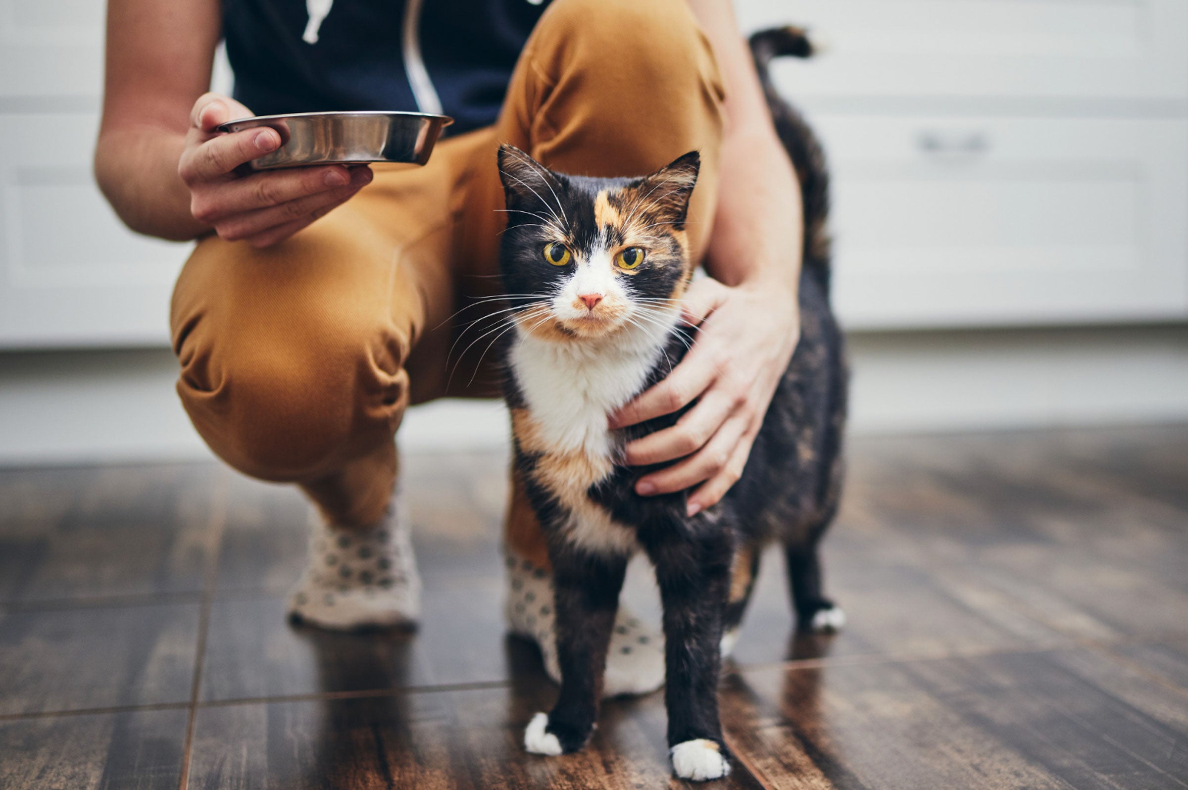 Healthy Tails and Whiskers: Selecting the Best Products for Your Furry Friends