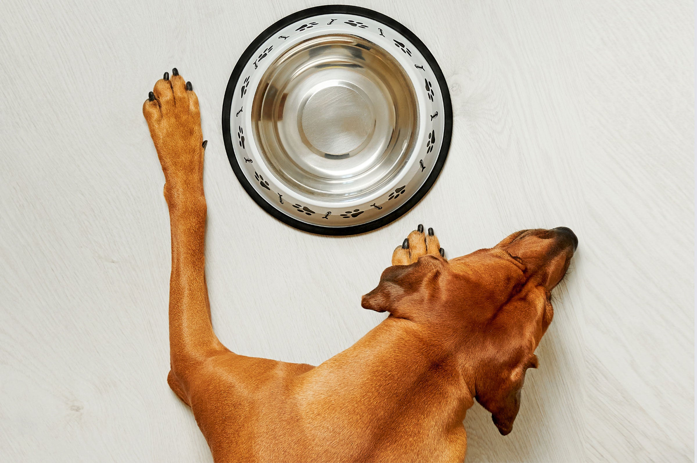 When Your Dog Won't Eat: Reasons for a Loss of Appetite