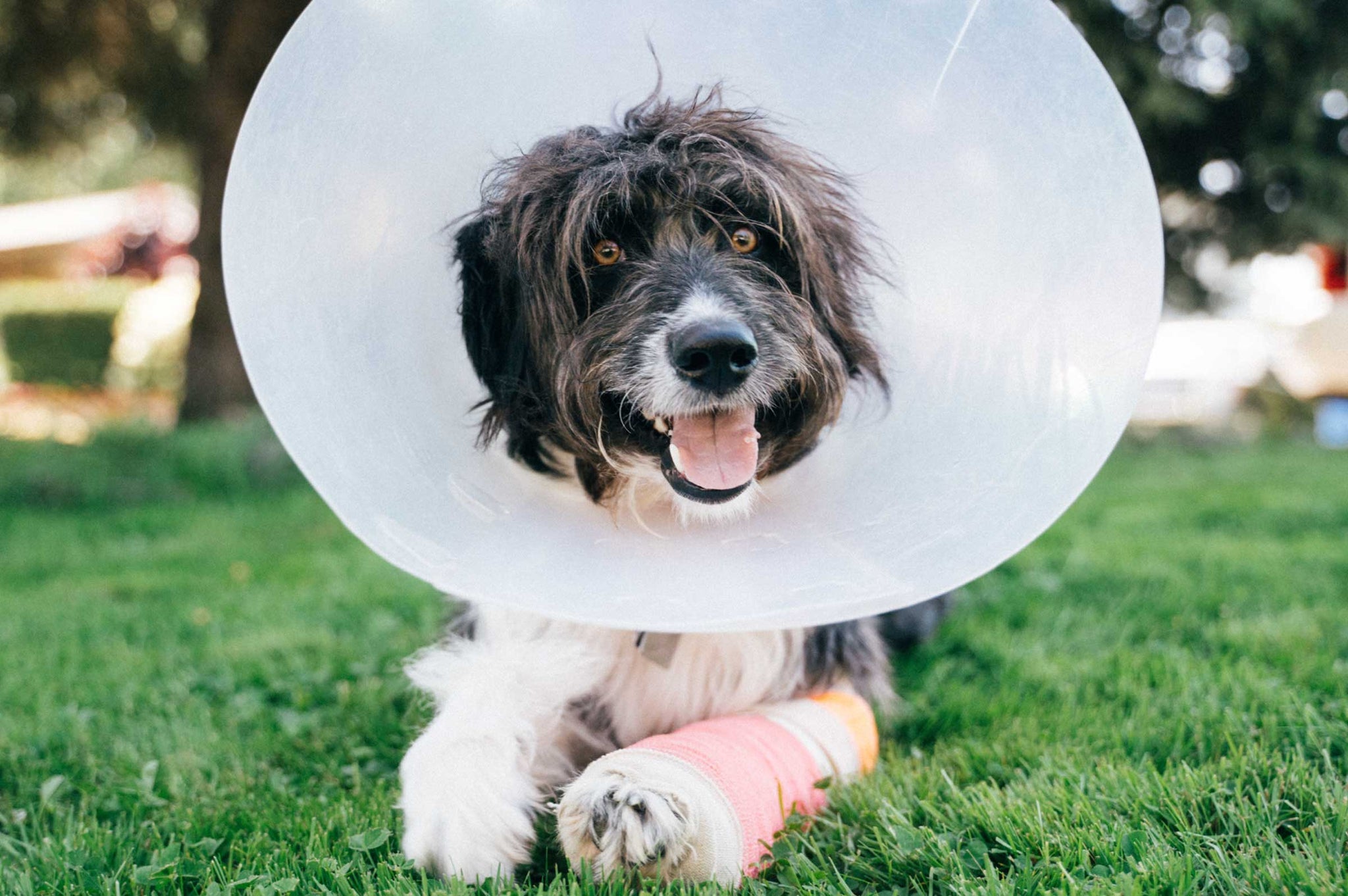 Staying Pawsitive How to Keep Your Dog Calm After Surgery