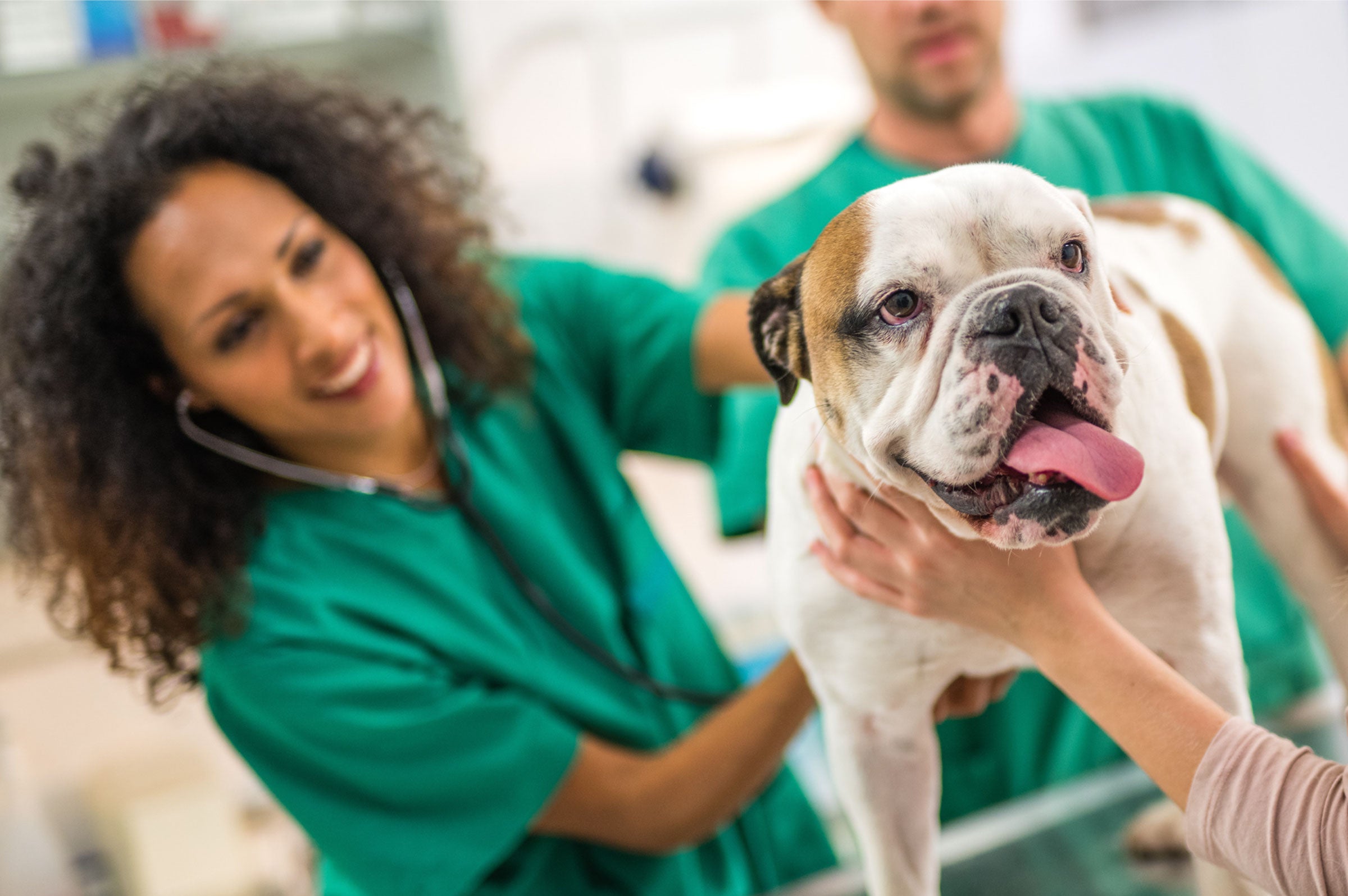Veterinarian Strength Supplements in Comprehensive Pet Care