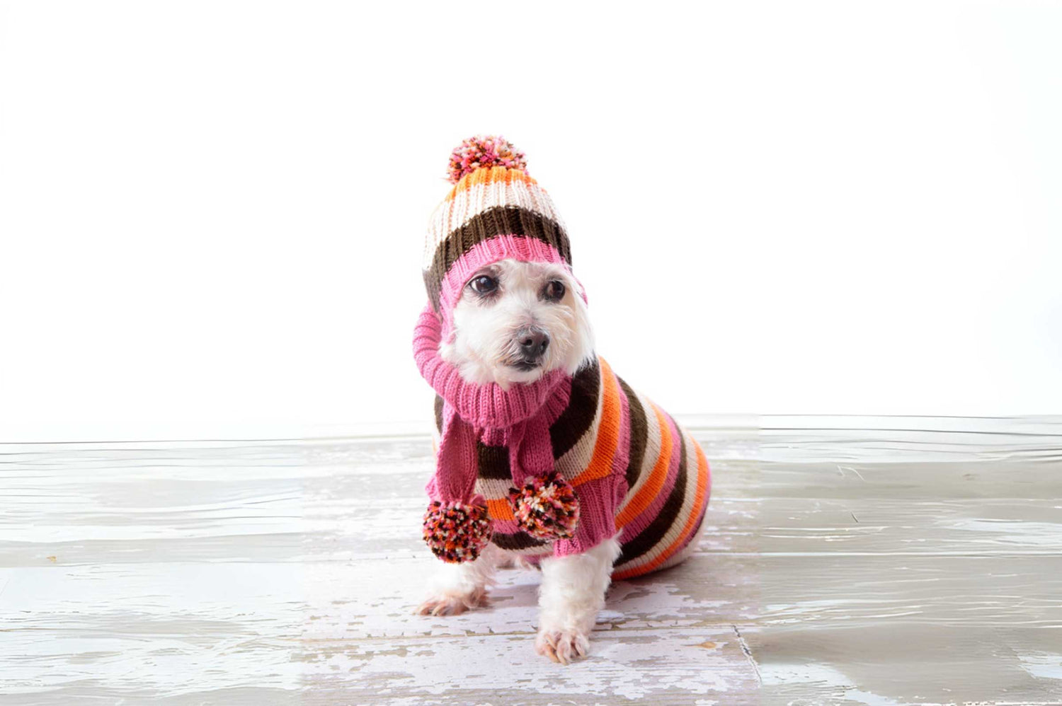 Prepare Your Dog for Winter❄️ : Nutrition, Care & Supplements