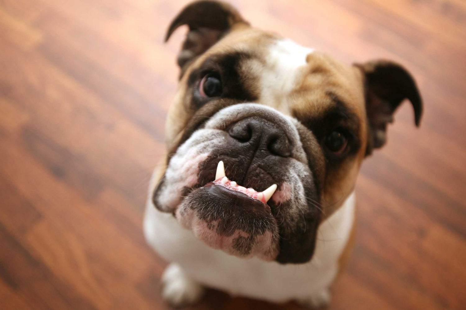 Pet Dental Health: How Oral Care Sprays Help