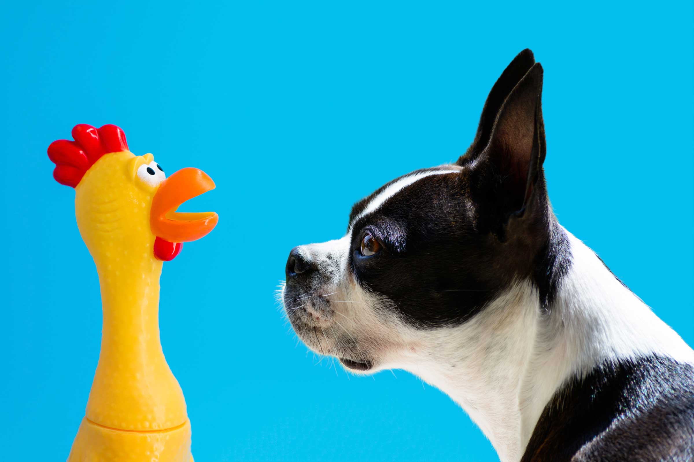 Emergency Guide: Dog Ate Raw Chicken – What Now?