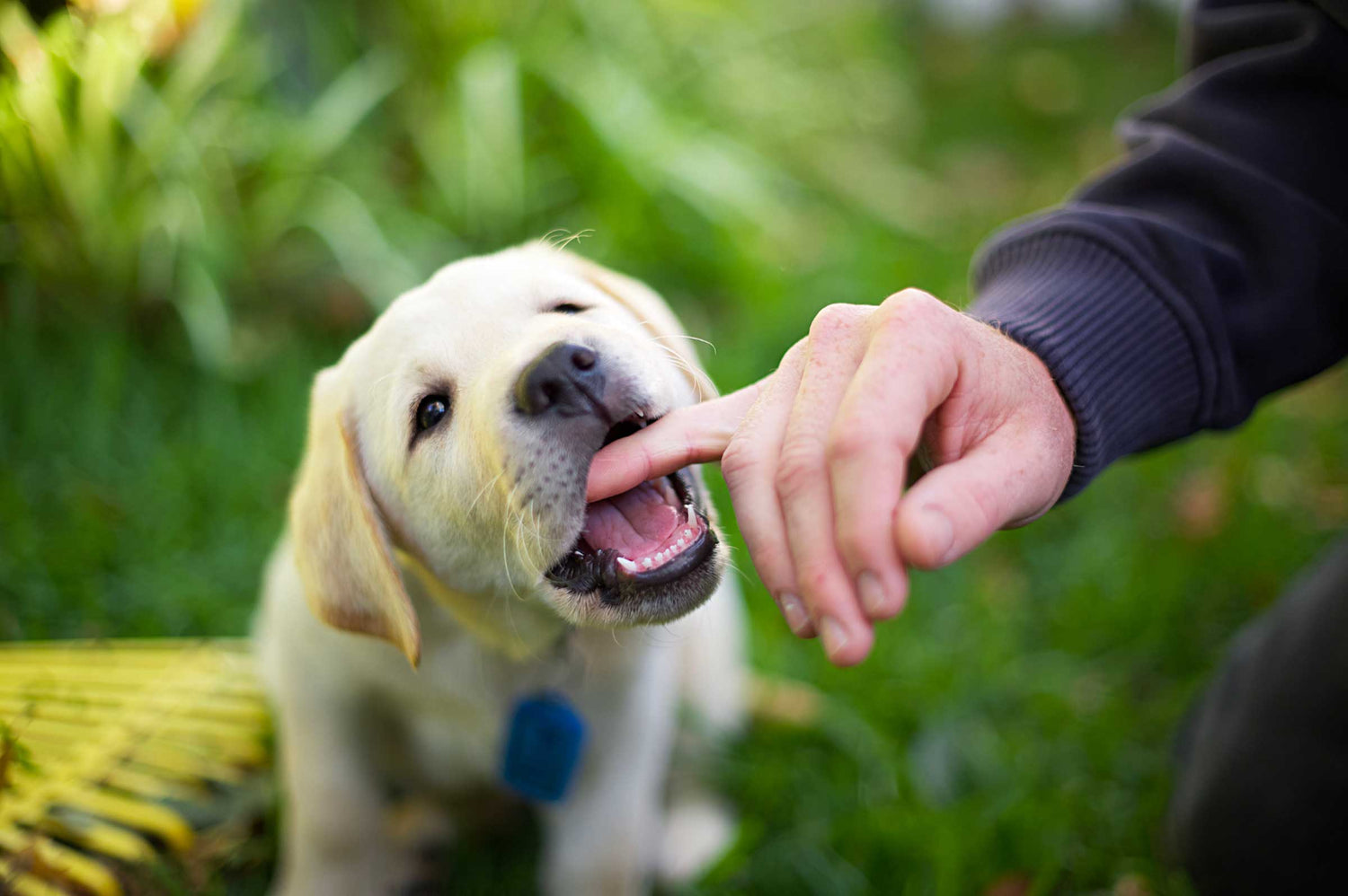 Nipping It in the Bud: How to Stop Older Puppies from Biting