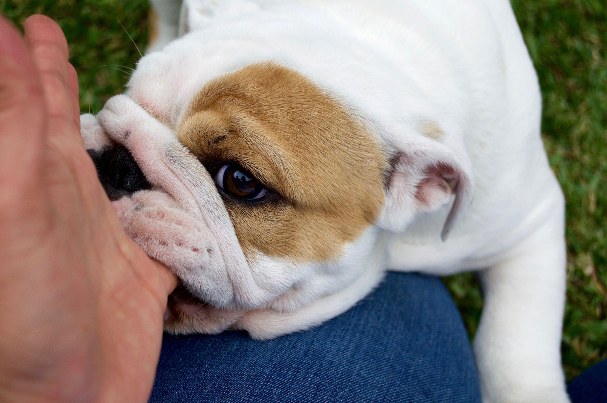 Nipping it in the Bud: How to Stop Puppies from Biting