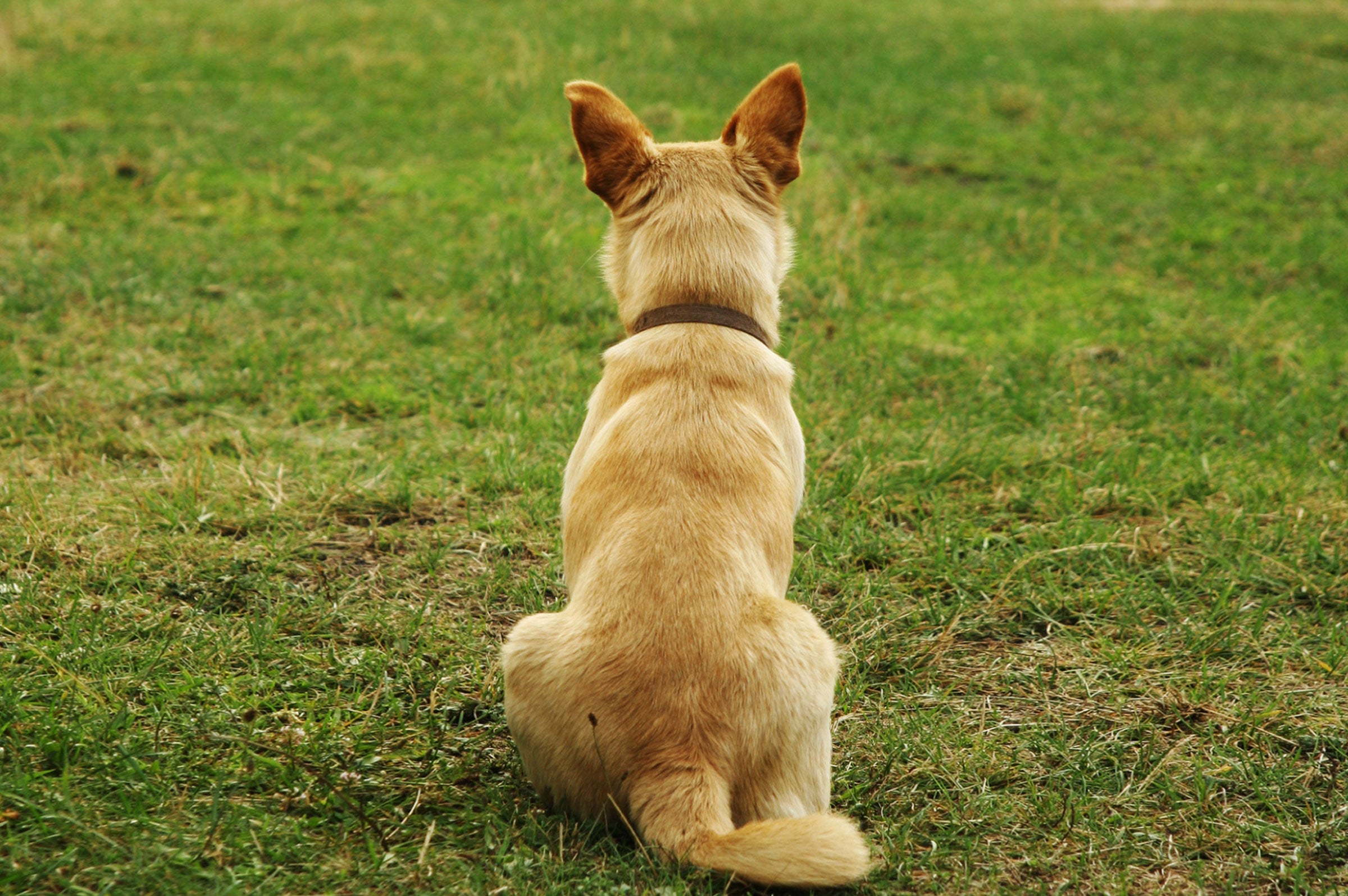 Lost Wag: Why Won't My Dog's Tail Wag?