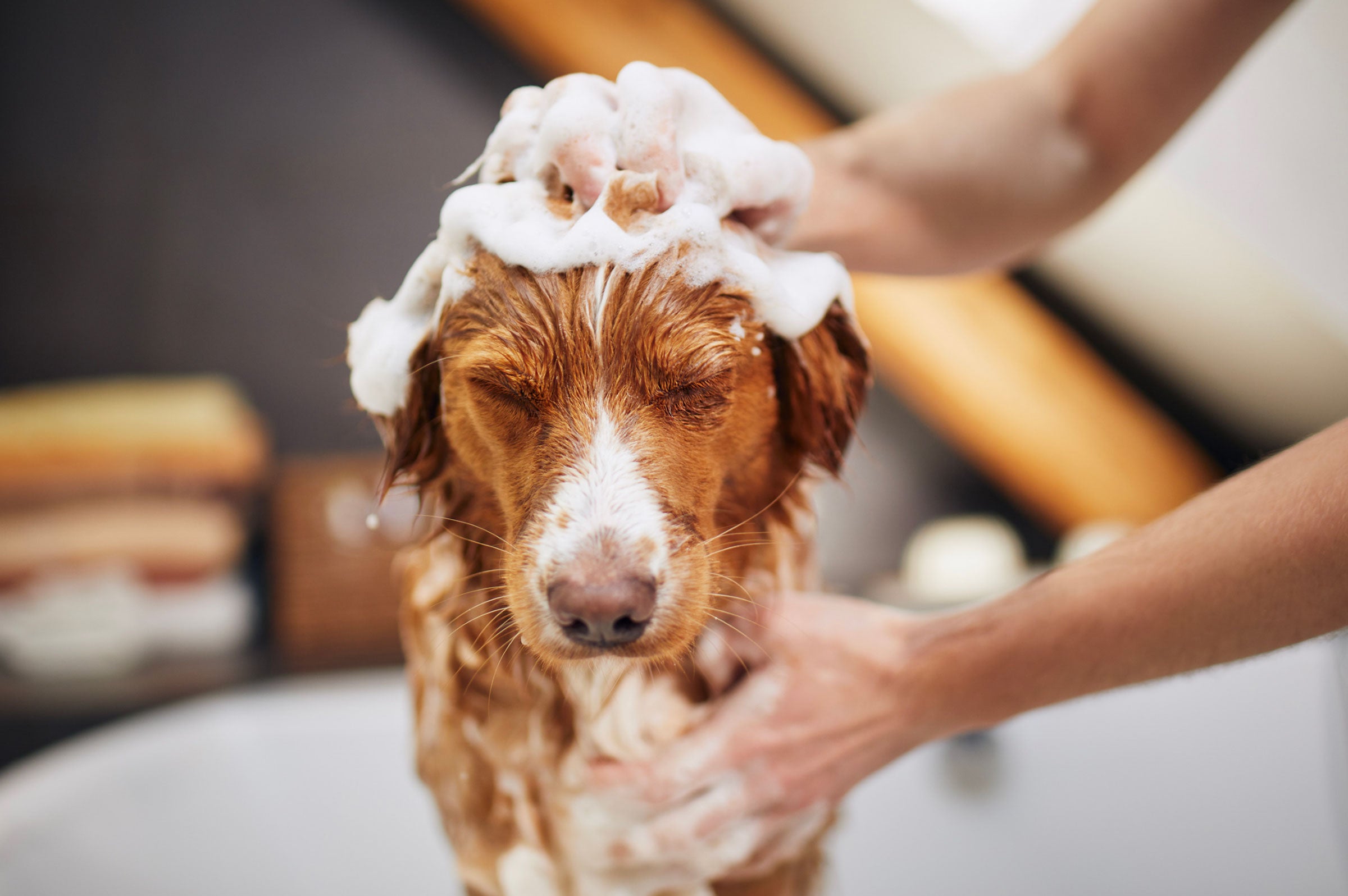 Why You Shouldn't Wash Your Dogs with Dawn Dish Soap
