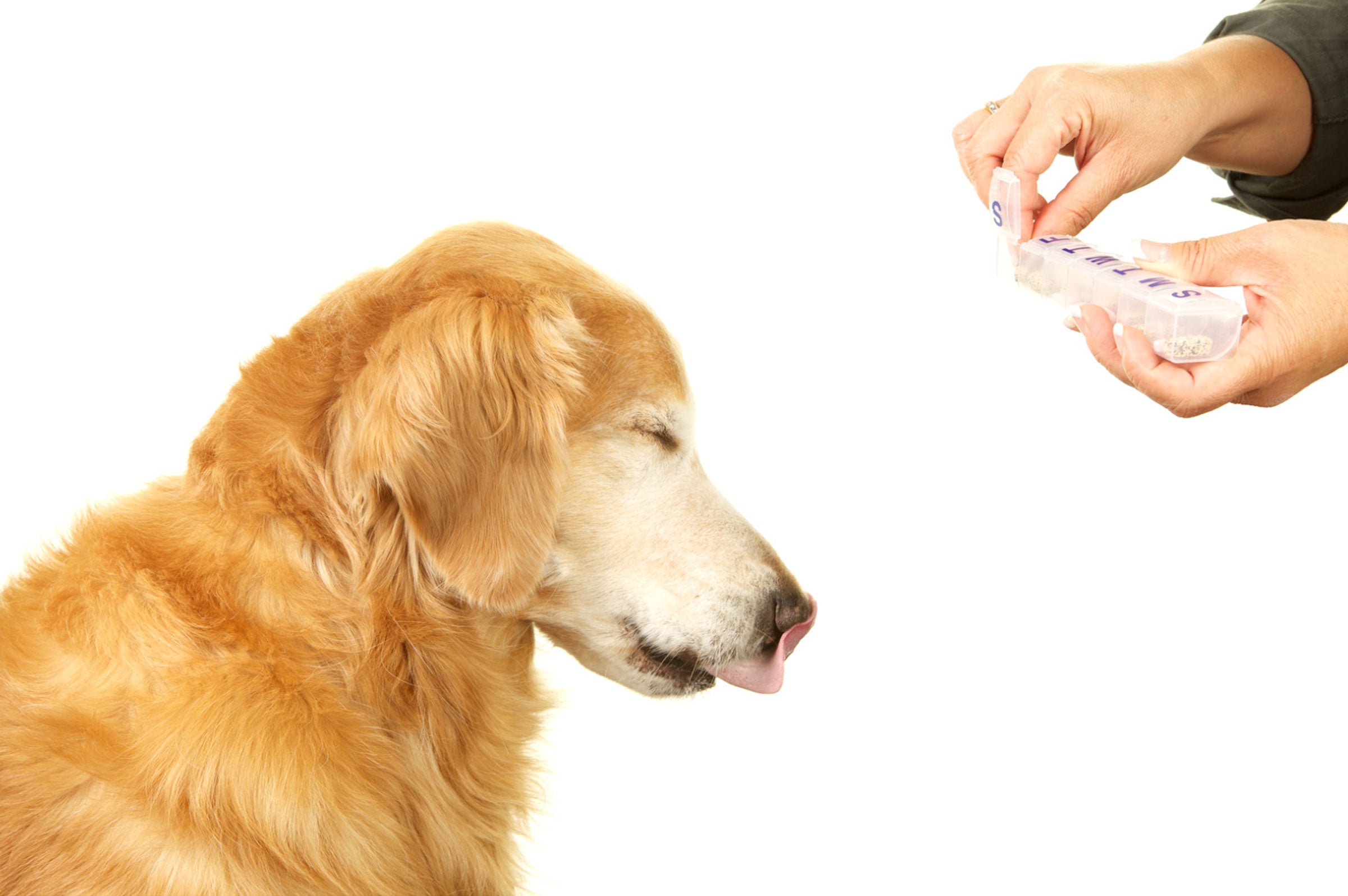 Tailored Vitality: Mixing Supplements for Your Pet's Peak Health