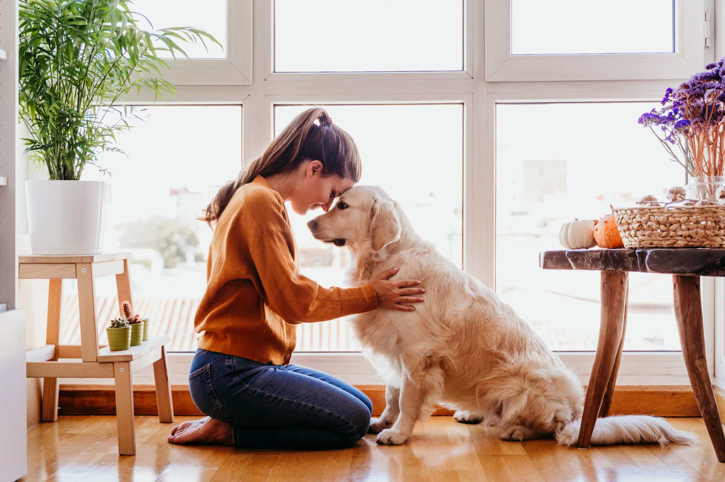 Cancer is Now the #1 Killer of Cats and Dogs; Is Your Pet at Risk?