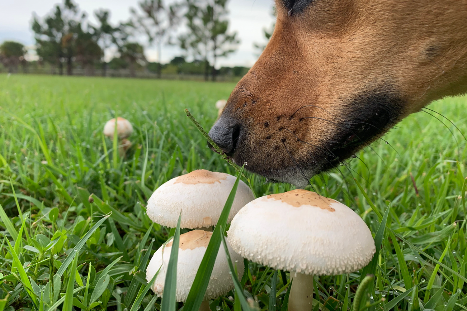 Pet Health and Wellness: Exploring Medicinal Mushrooms