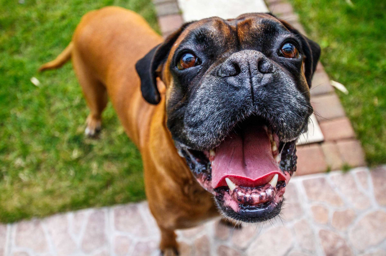 Pet Dental Health: Importance and Easy Care Solutions