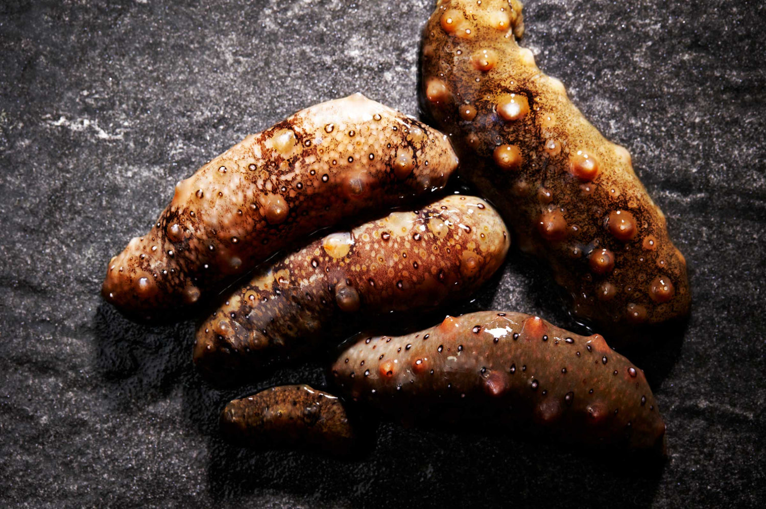 Sea Cucumber for Dogs: Natural Support for Joint Health