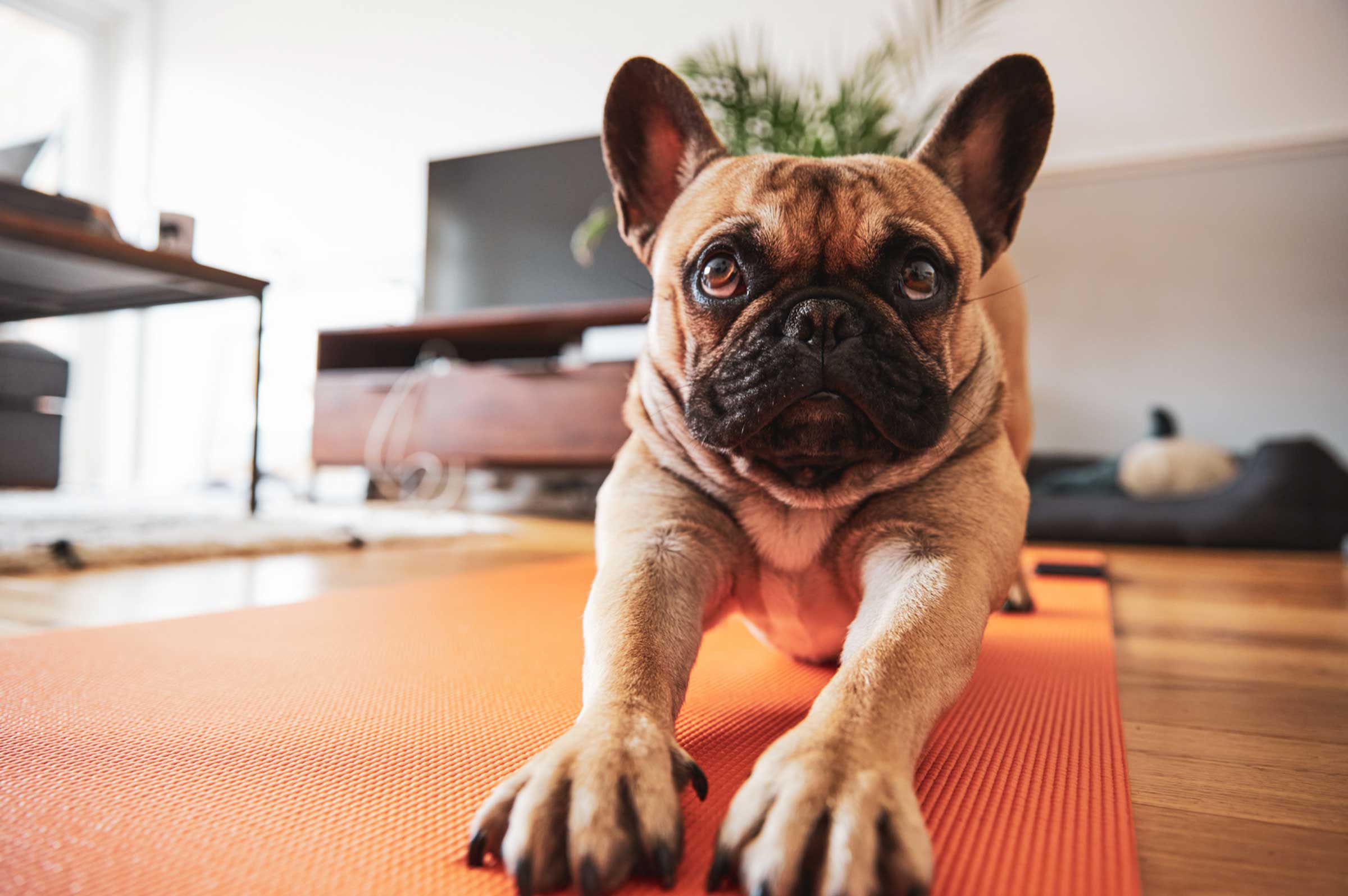 Exercising with Your Pet: Workouts & Essential Supplements