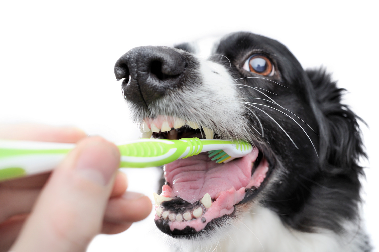 Happy smiling border collie with healthy teeth thanks to total oral care spray