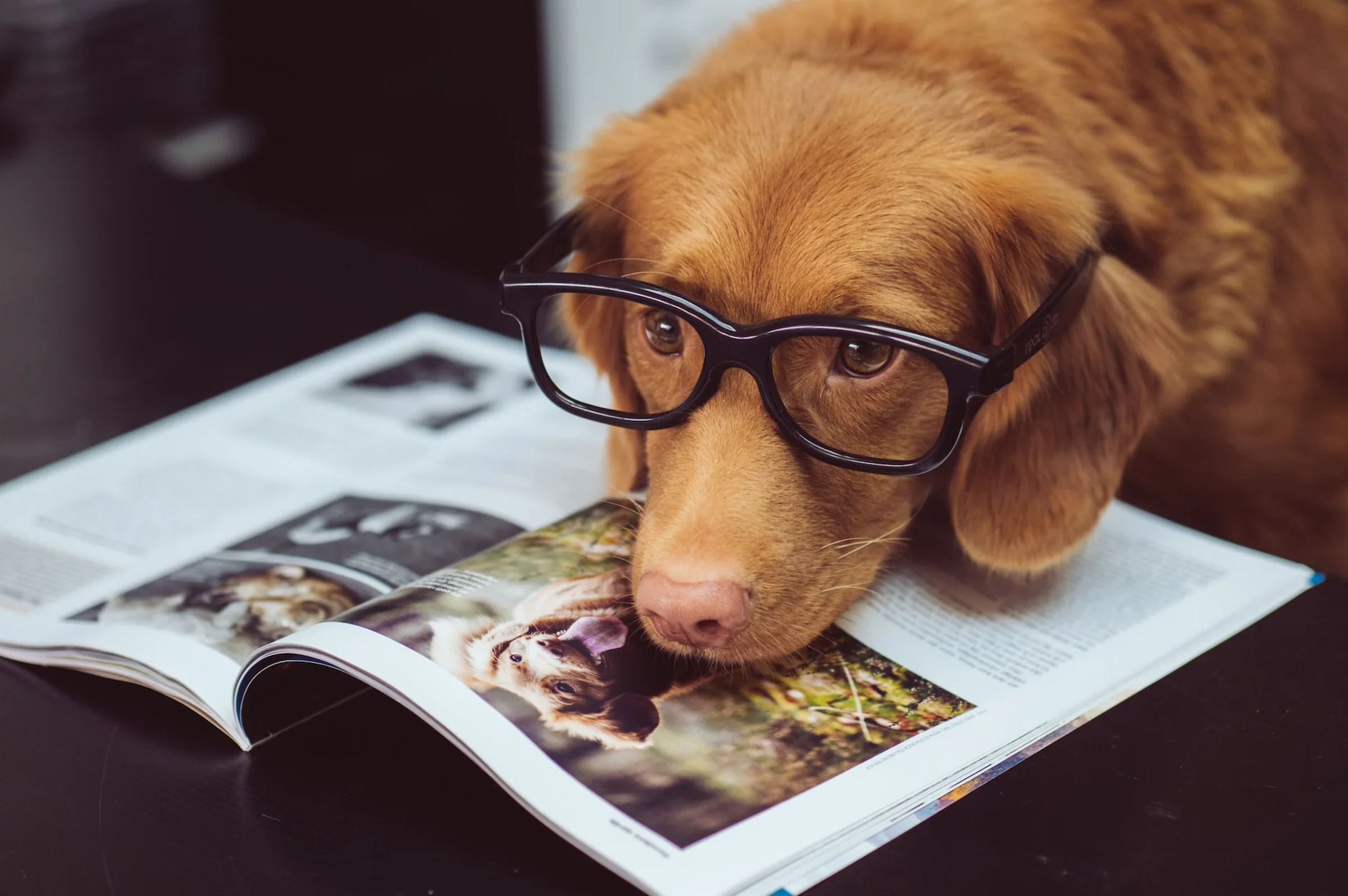 Dog with glasses doing his research on choosing the right supplements