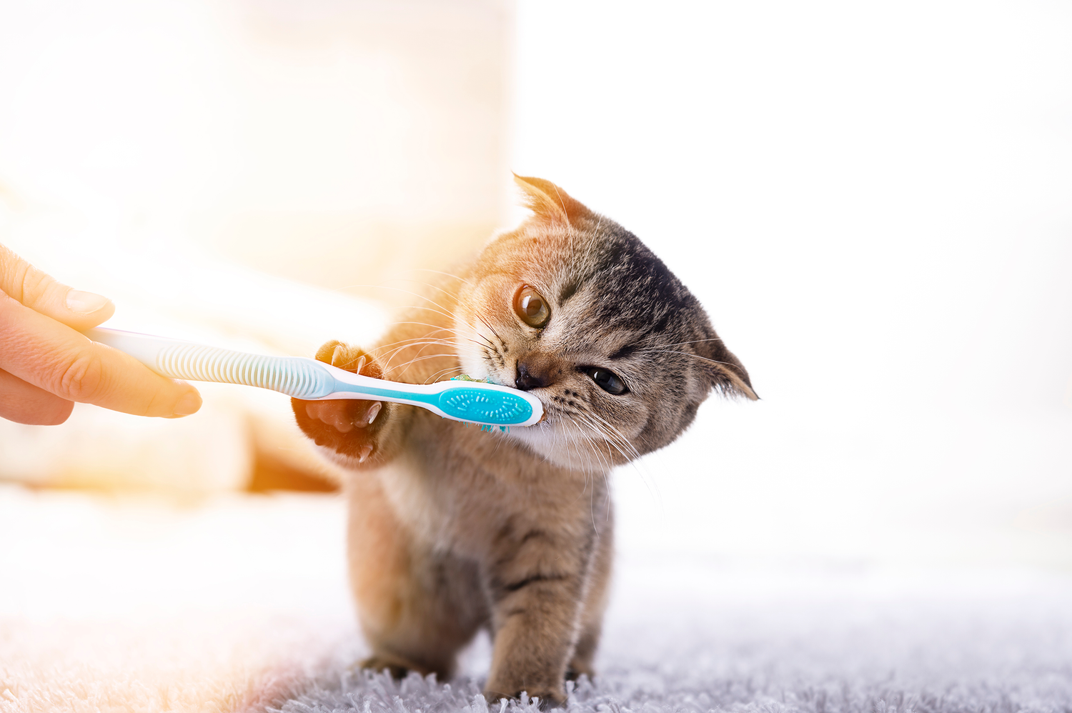 Natural Strategies for Preventing Gingivitis in Cats
