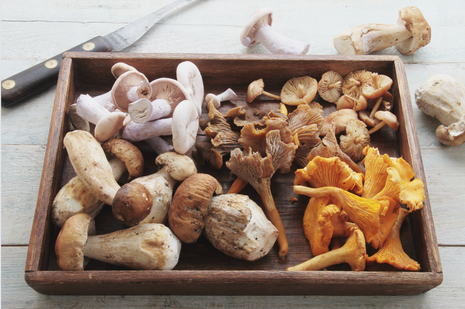 Canine Chewing: Mushroom Safety in Dog Nutrition