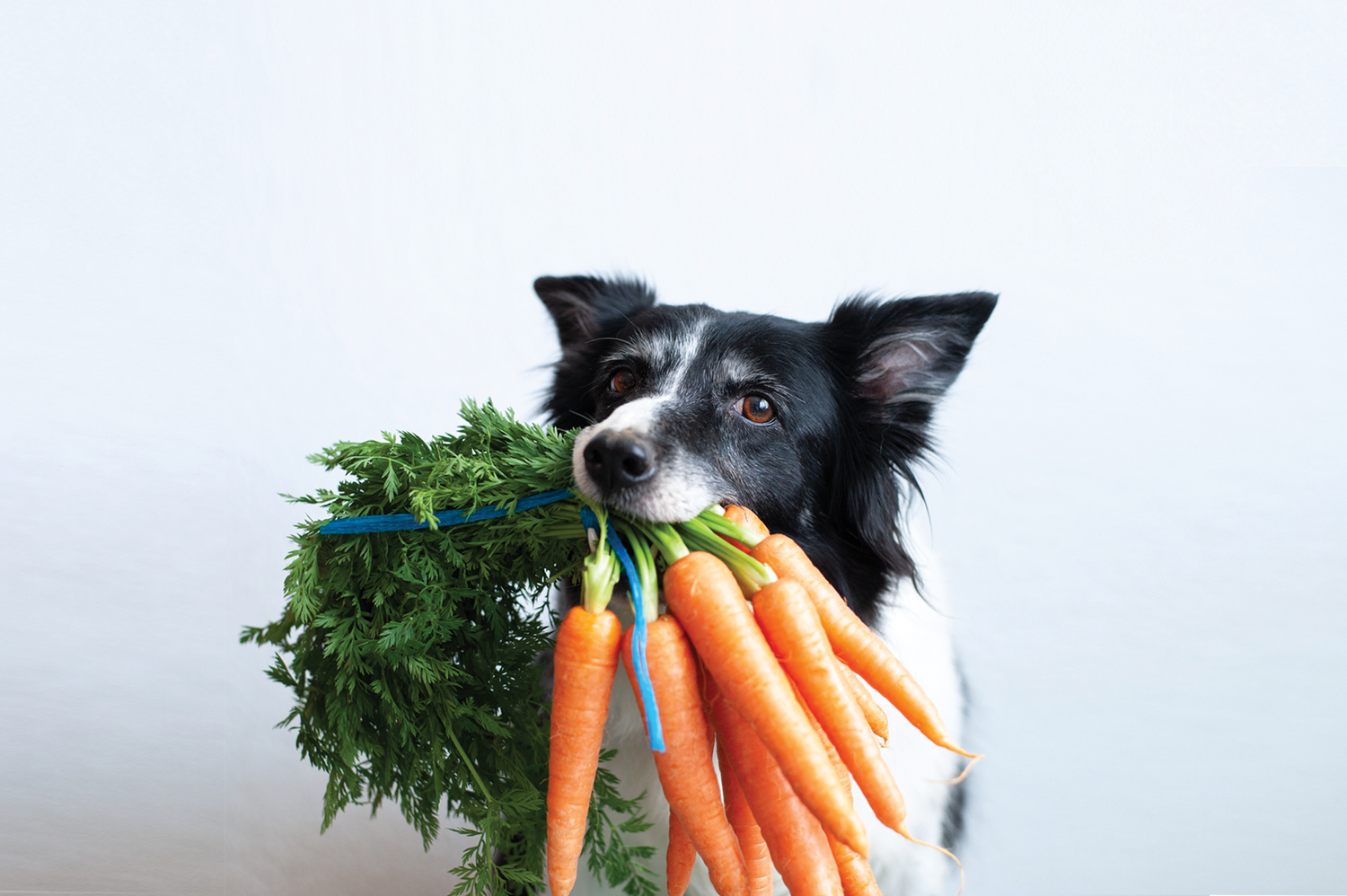 Tailoring Vitality: Selecting the Right Pet Supplements