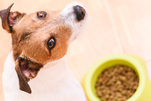 Does Your Pet Have a Digestive Disorder? Warning Signs To Watch For