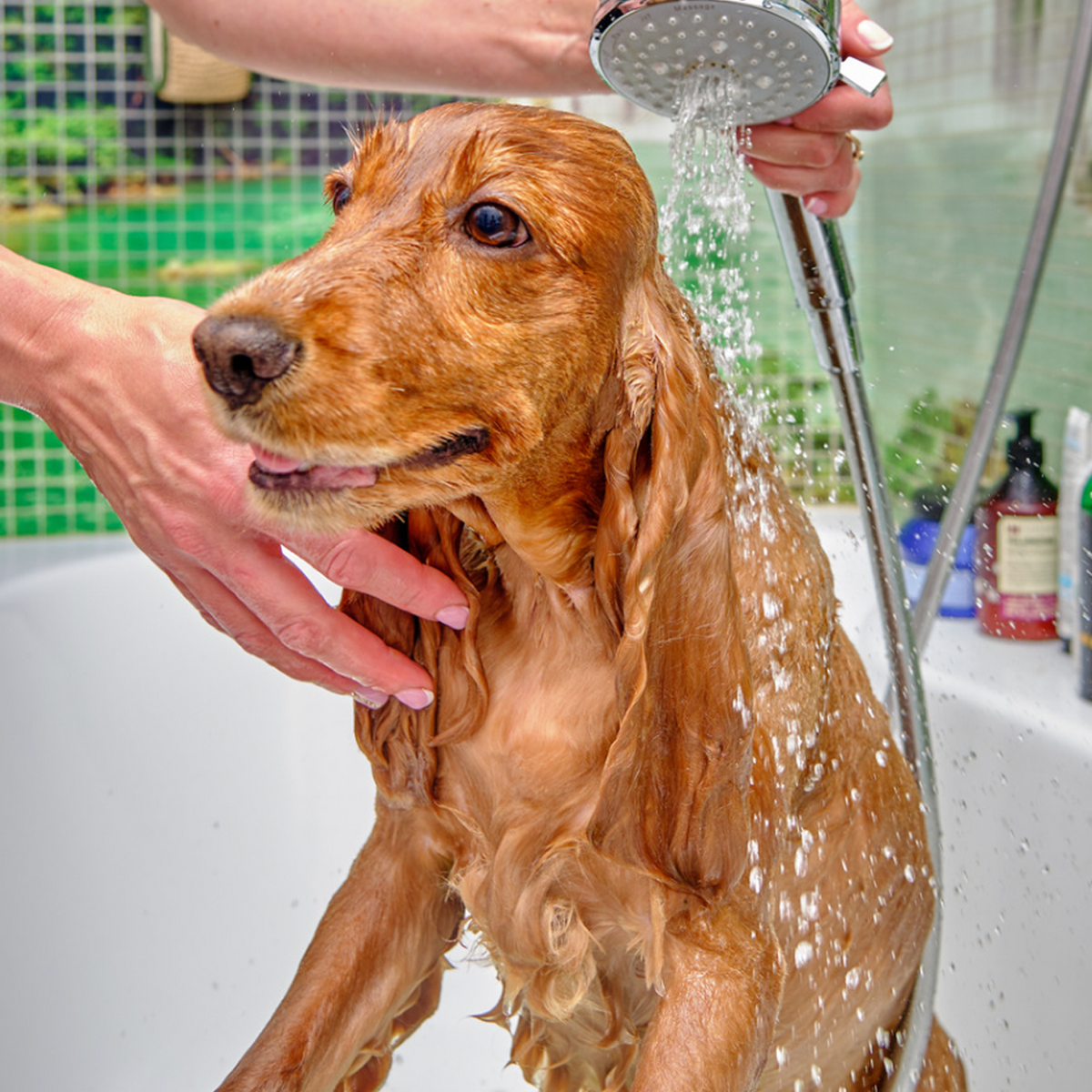Lemongrass sales dog shampoo