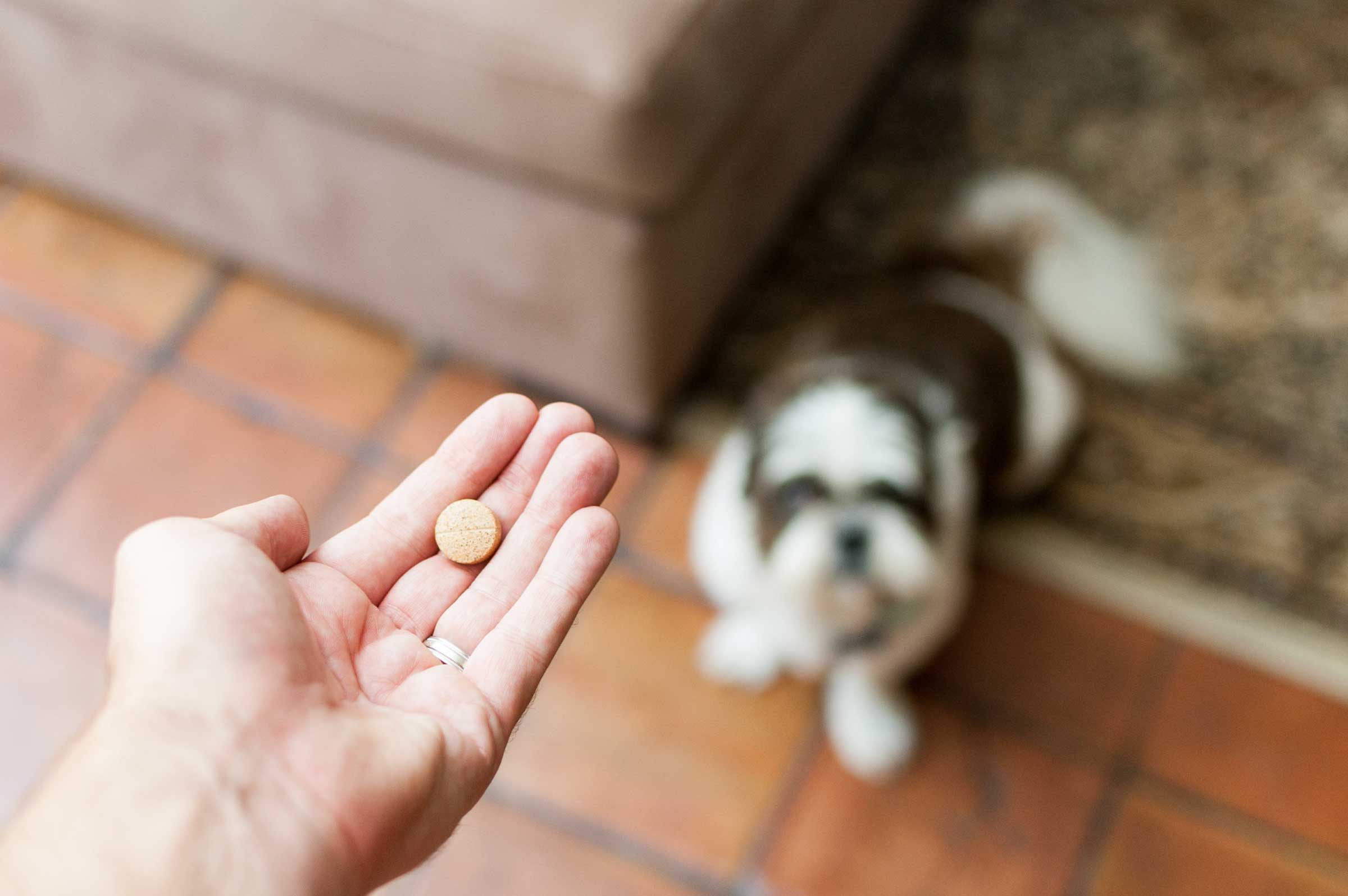 How Much Benadryl Can I Give My Dog? 🐶 A Safety Guide for Pet Owners