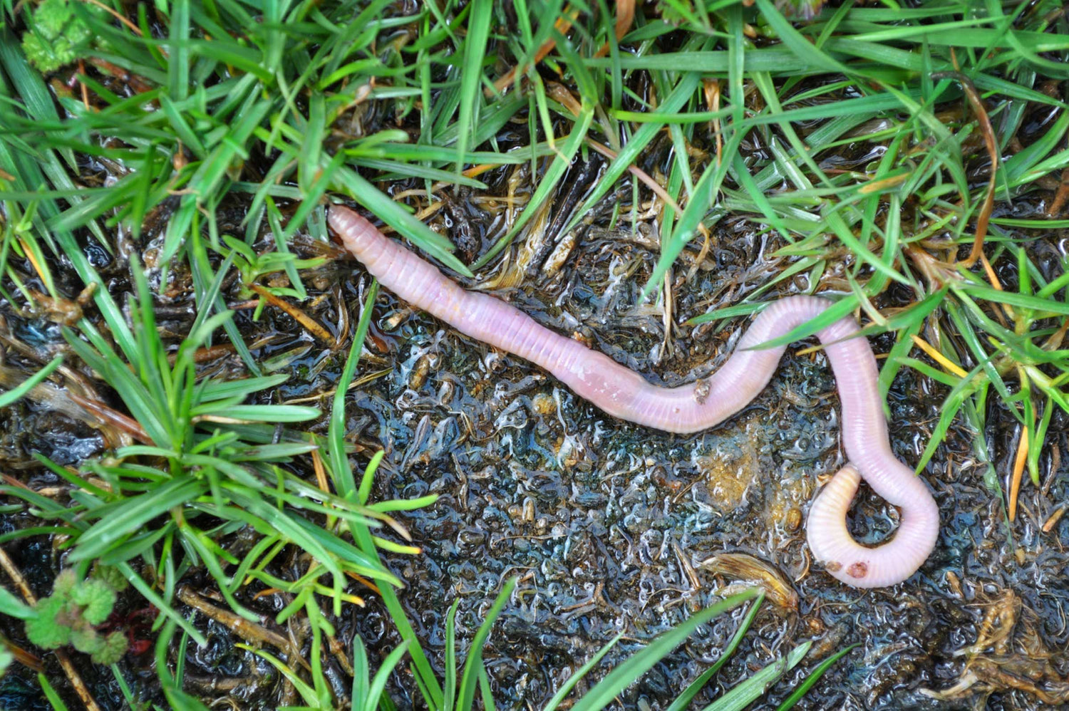 Natural Dog Worm Remedies: How to Treat Worms in Dogs at Home?