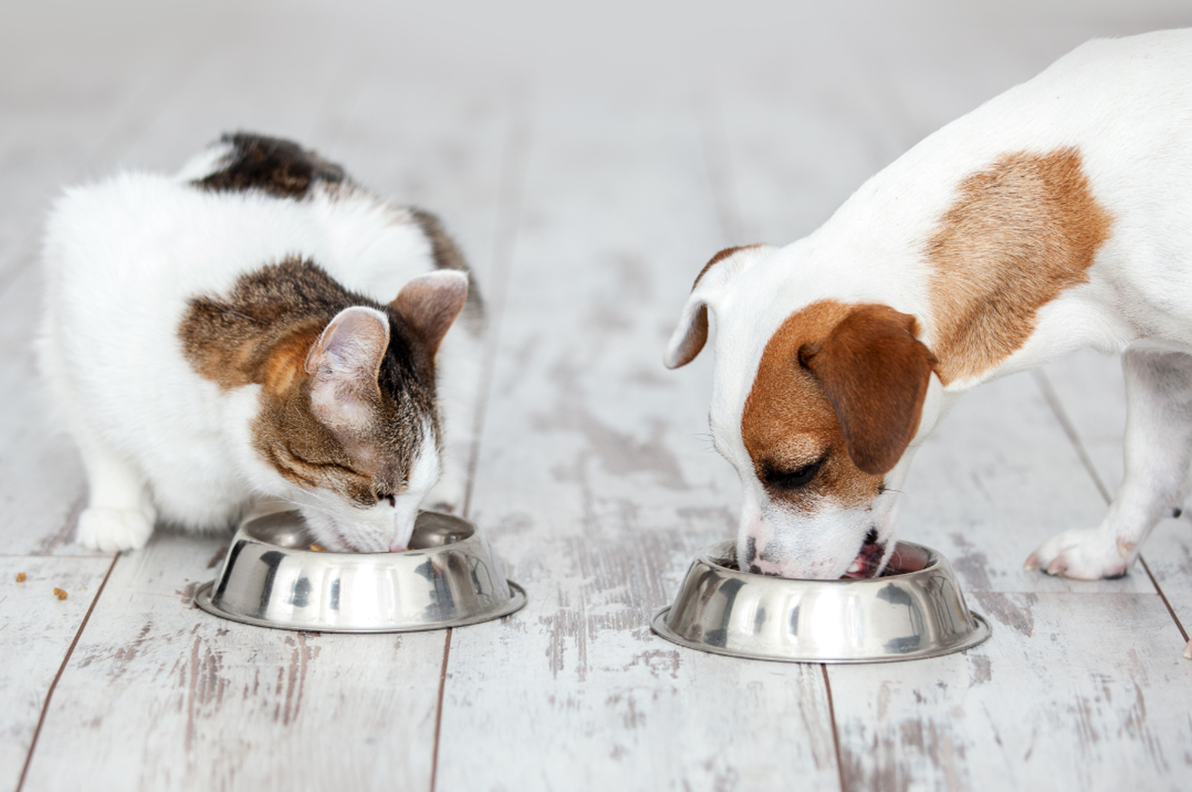 How to Choose the Right Supplements for Your Pet's Life Stage