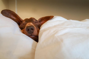 Can You Give Melatonin to Dogs - Usage, Doses, and Benefits of Melatonin for Dogs