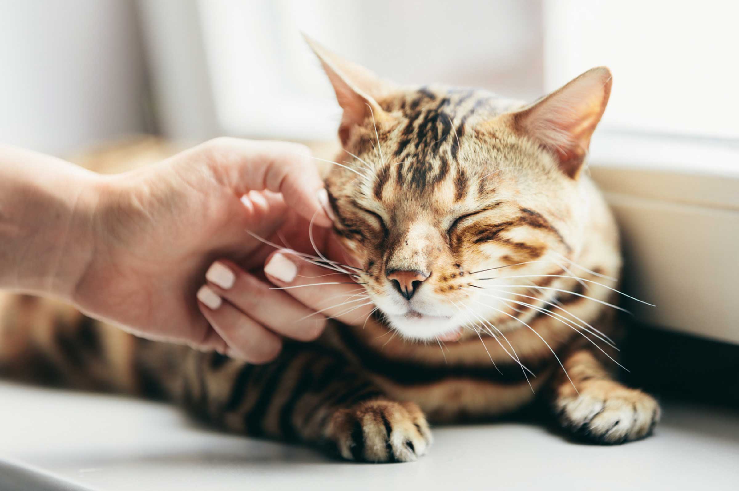 Cat Purring Benefits: Stress Relief, Healing, and Wellness